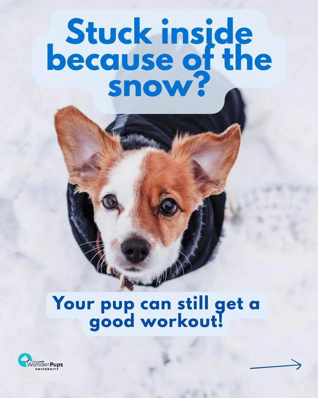 Cold and snowy days don&rsquo;t mean you can&rsquo;t tire your dog out-
Even a few minutes of indoor enrichment can help burn energy and keep them happy: &bull; Scatter feeding &bull; Food puzzles or frozen Kongs &bull; Short training sessions &bull;