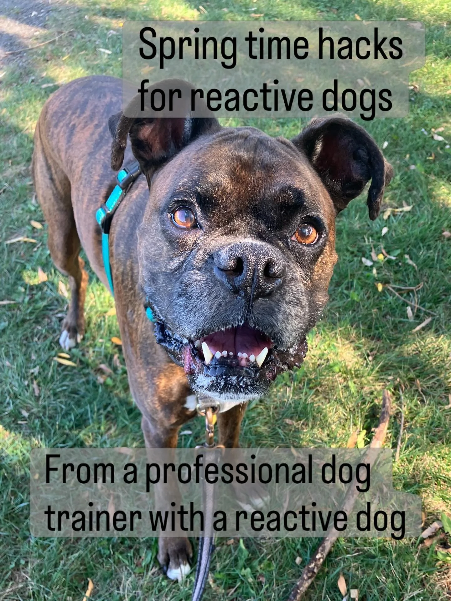 Does your reactive dog suddenly seem more on edge on walks? 
Spring in the city might be why.
More dogs, more people, more noise&hellip; more everything.

For reactive dogs, that winter-to-spring shift can feel like going from quiet mode straight int