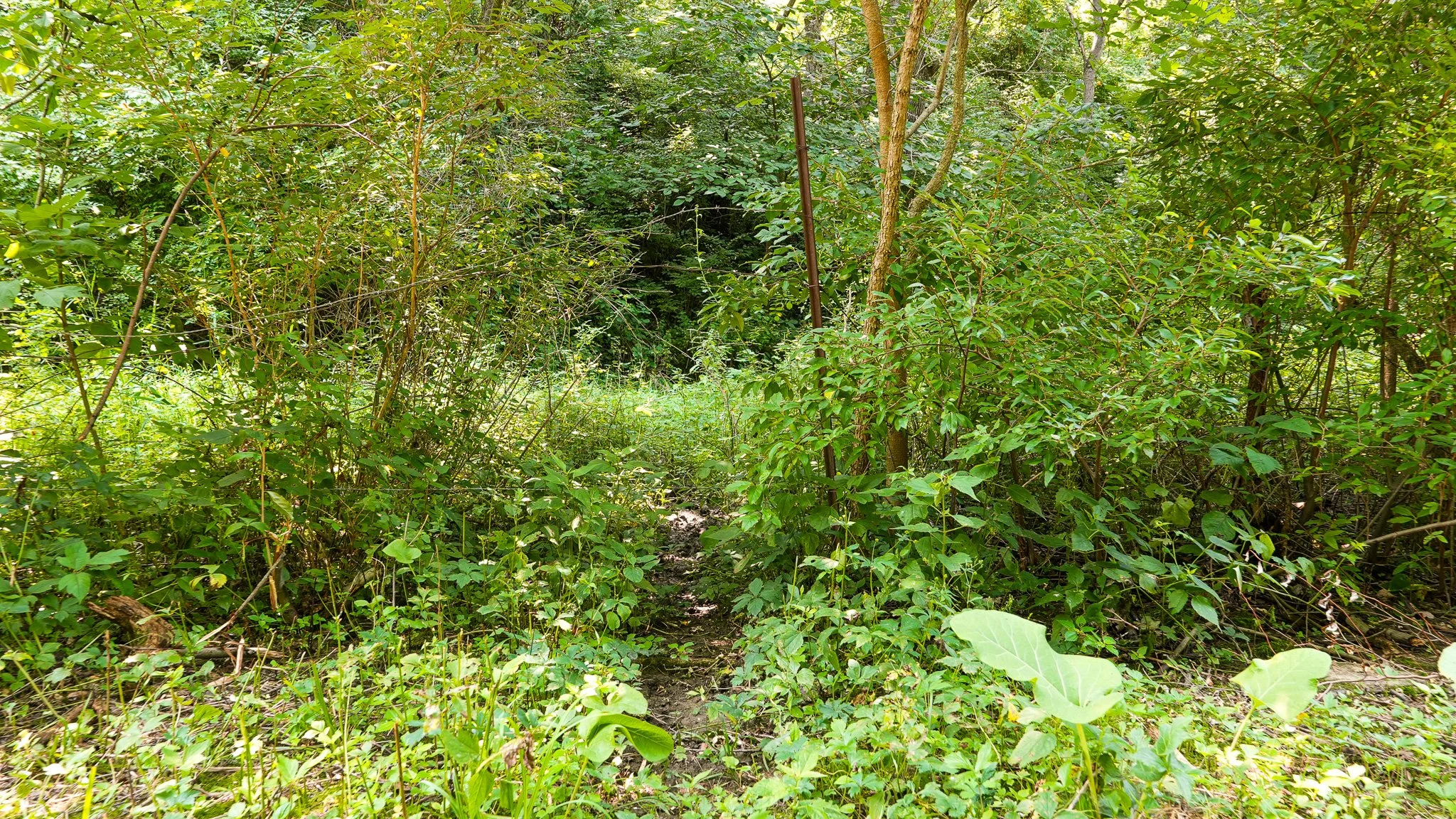 DSC04487.jpg