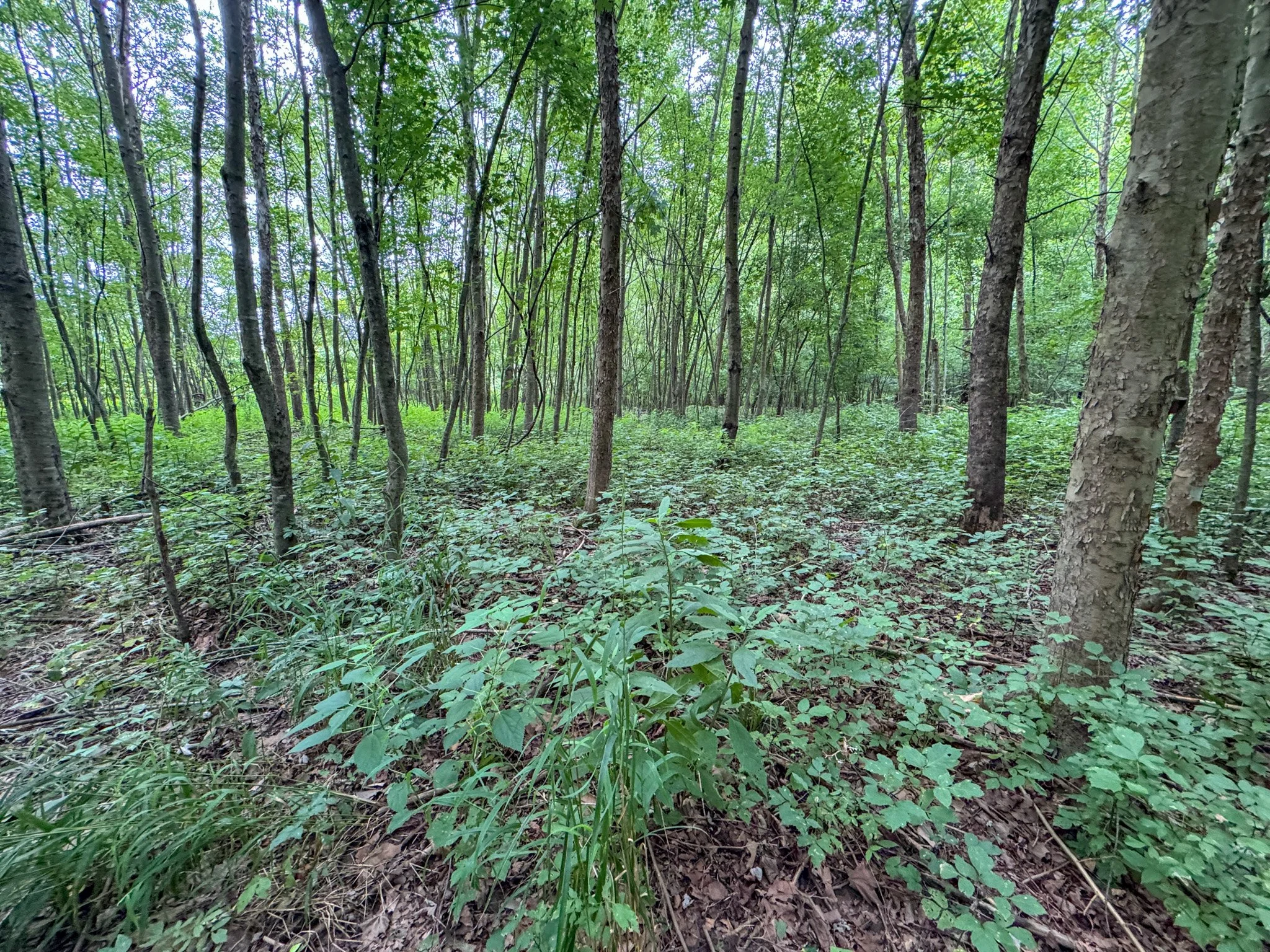 IMG_2297.jpg