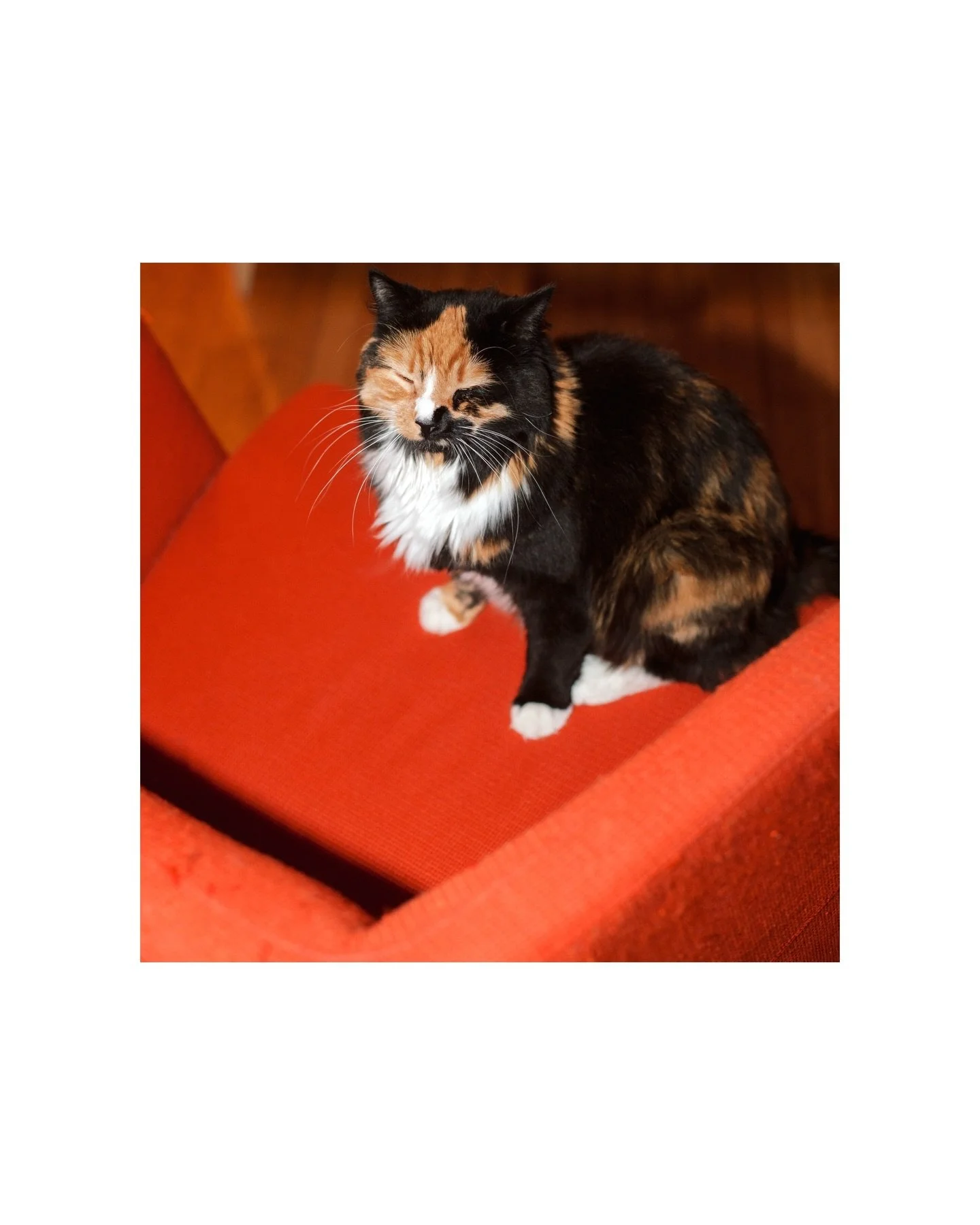 Playing with the camera. She blinked every time the flash went off 🥹

Took a break from the grind for some fun portraits of my girl Wylie and I! Taking photos is important, I say to others, and then almost never do it myself - so that changes! I lov