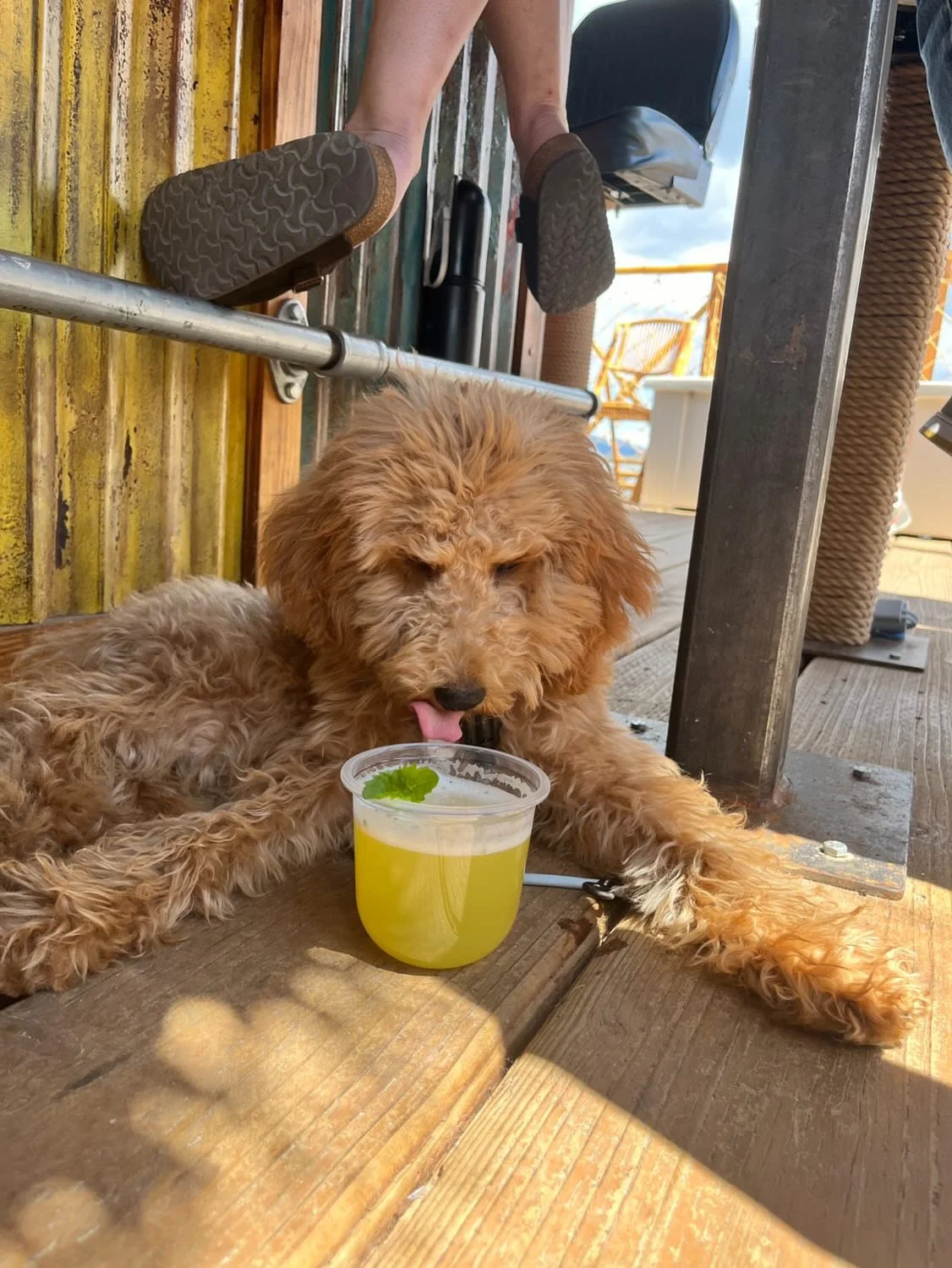 Cute dog enjoying a "puptail" on the Big Bear Tiki Tours boat