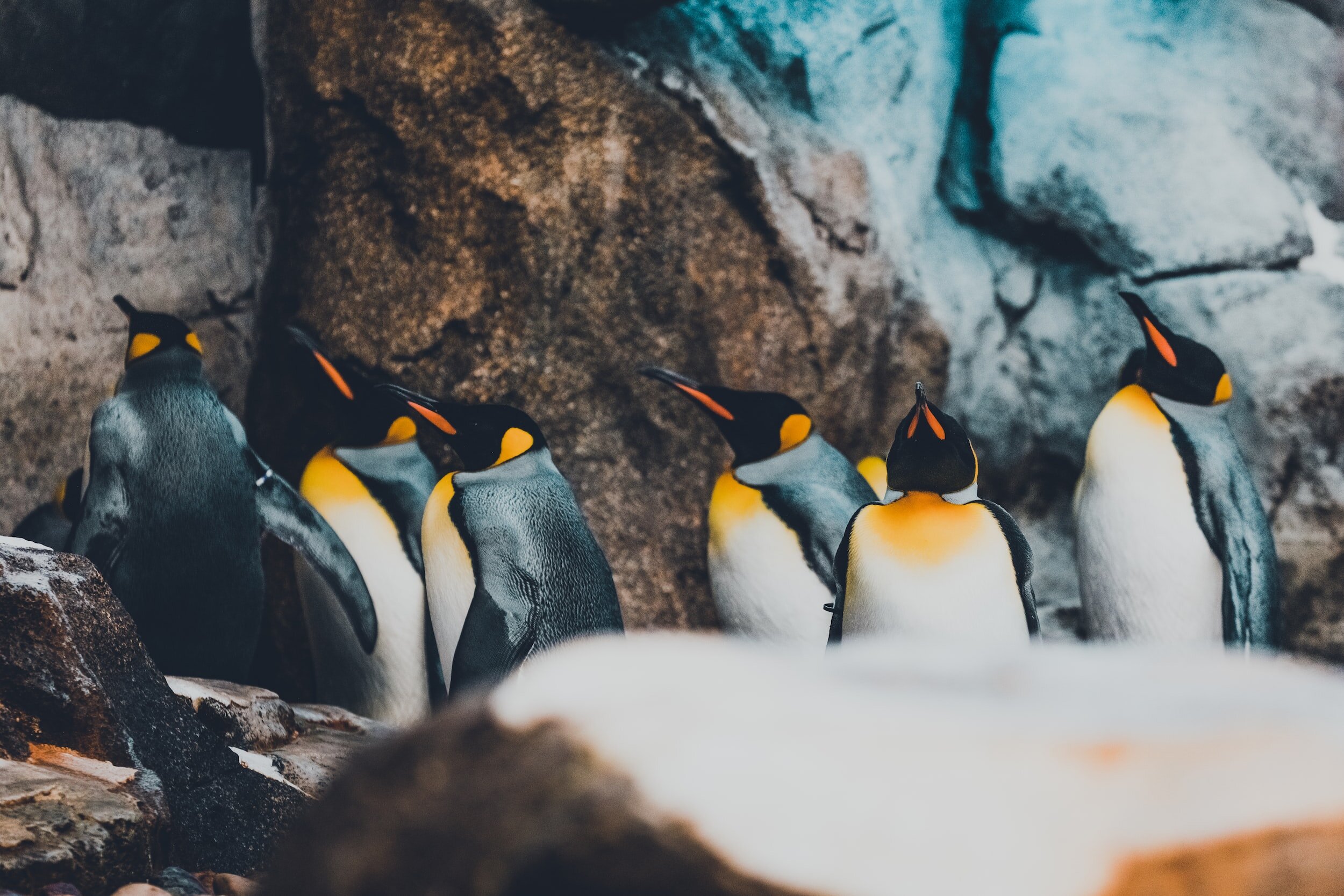 Zoo Field Trip (Grades 1-6)