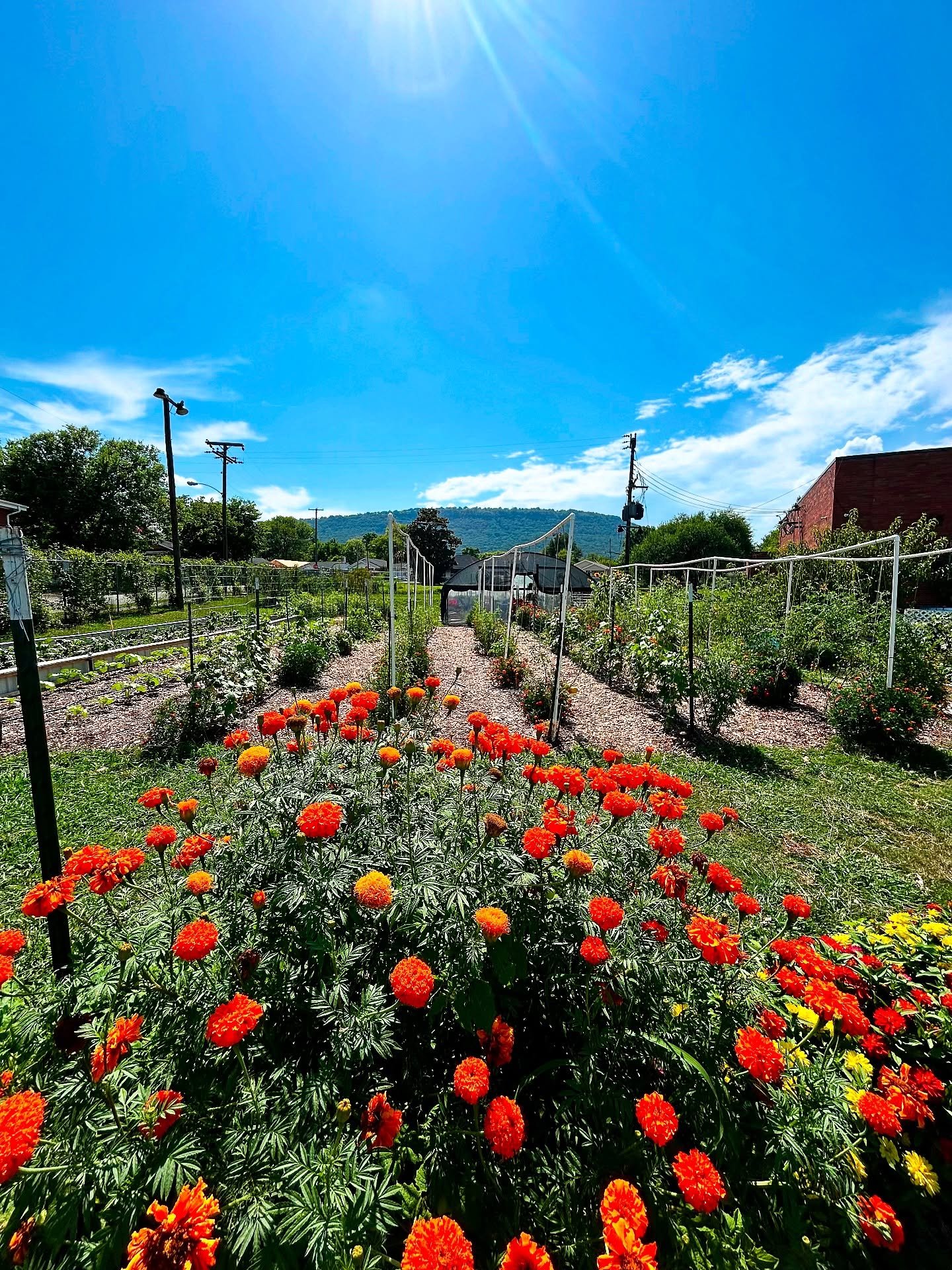 Things are taking off! We are nearing the 1,000lb mark for produce distribution so far 🌶️🫑🥬