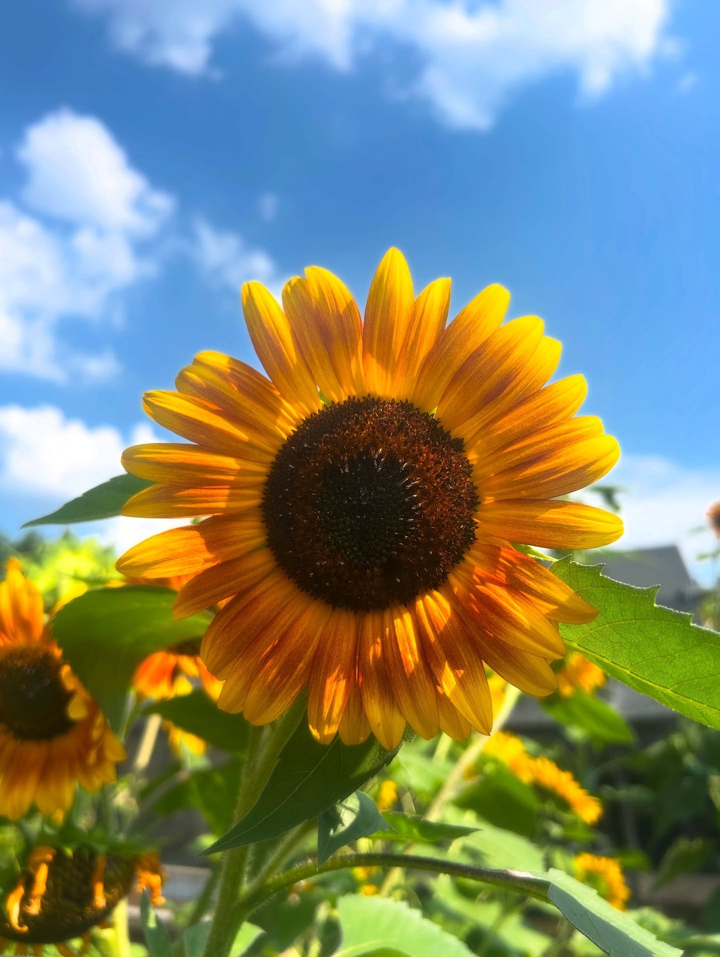The colors of June 🥕🏵️🌿🌤️