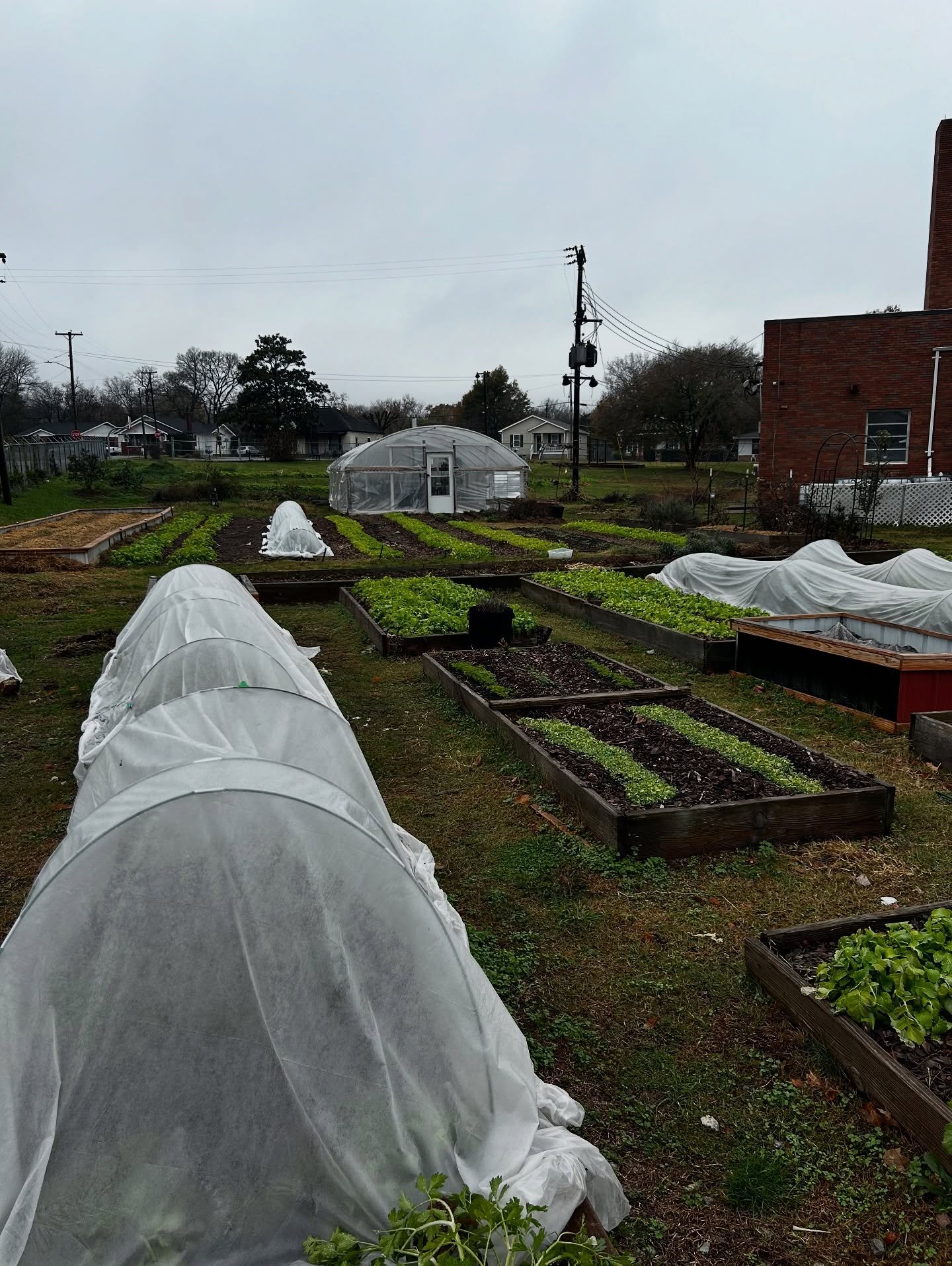 How we produce food on an urban farm with zero shade coverage, heavy clay soil, and a blazing hot concrete surrounding environment: 1. Cover Crop: anytime we do not have production plants in the soil (December-March) we have live roots aerating and