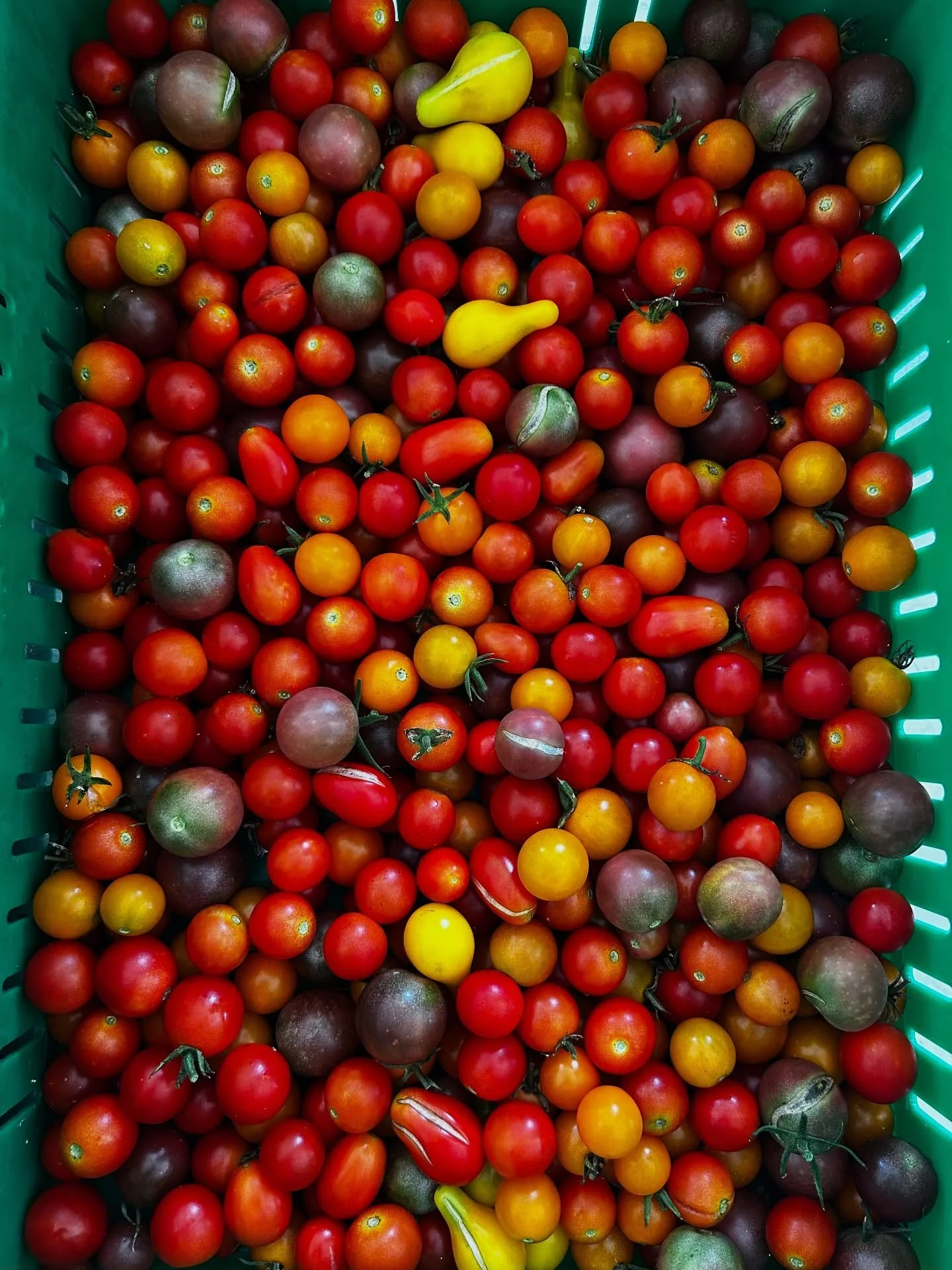 We have tomatoes, watermelon, Swiss chard, and peppers regularly on the farm, come see us! Okra and cantaloupe coming soon!!