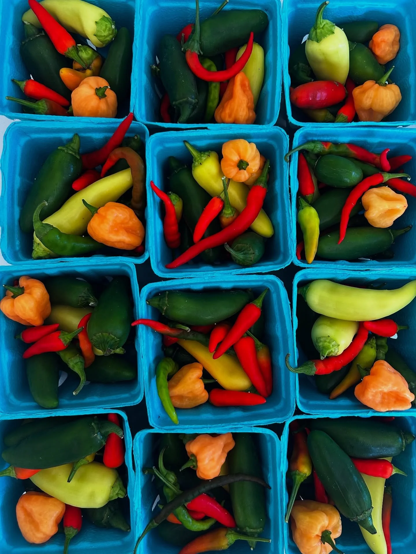 As our summer season crops begin to decrease in yields, fall crops are just around the corner. We are taking a moment to show of some of our beautiful produce thus far. You can expect lots of field greens, brassicas like broccoli, kale, collards, cab