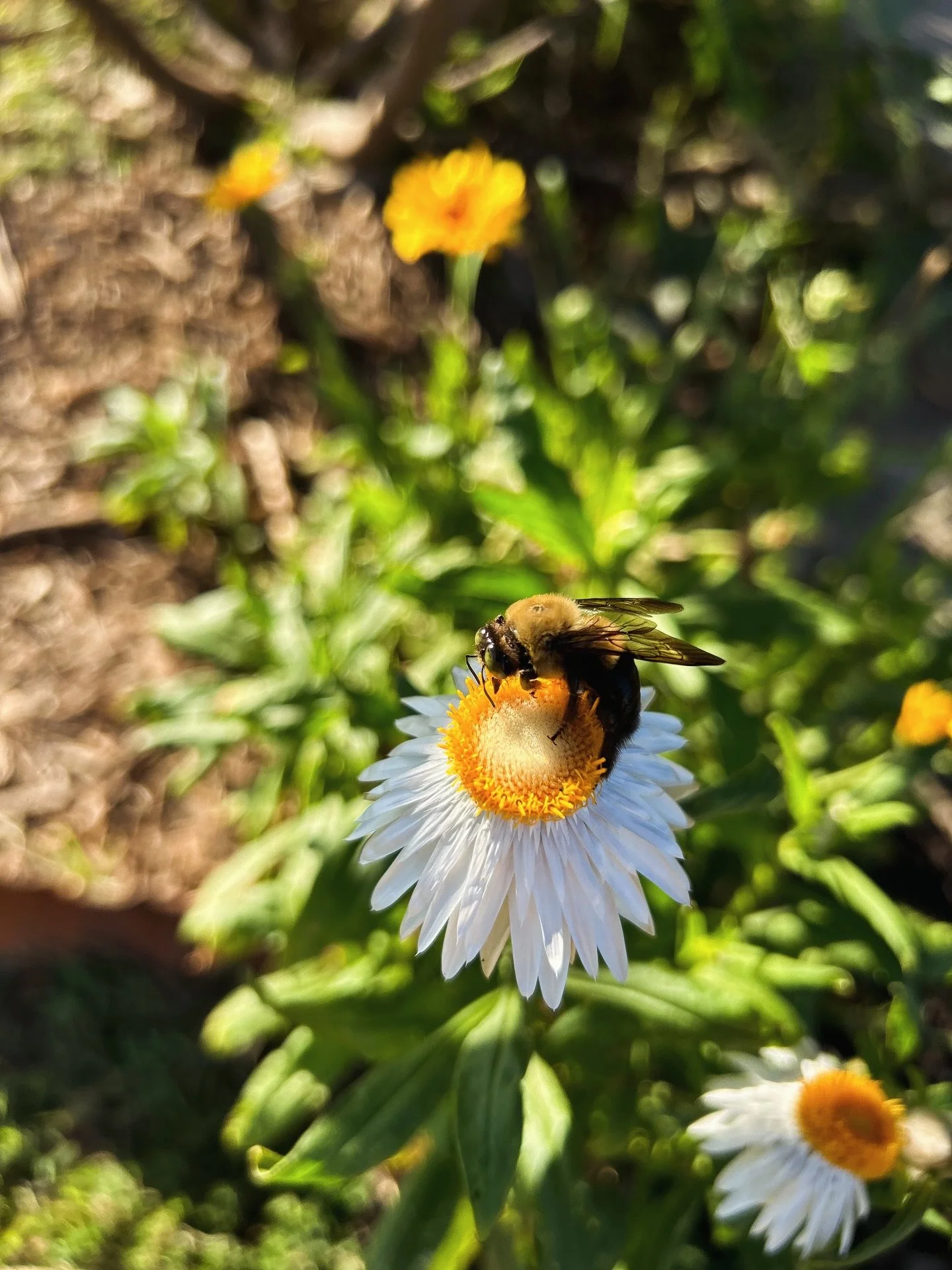 We are so ready for more of this, this growing season! ❤️🌶️🍅🦋🐝🌻