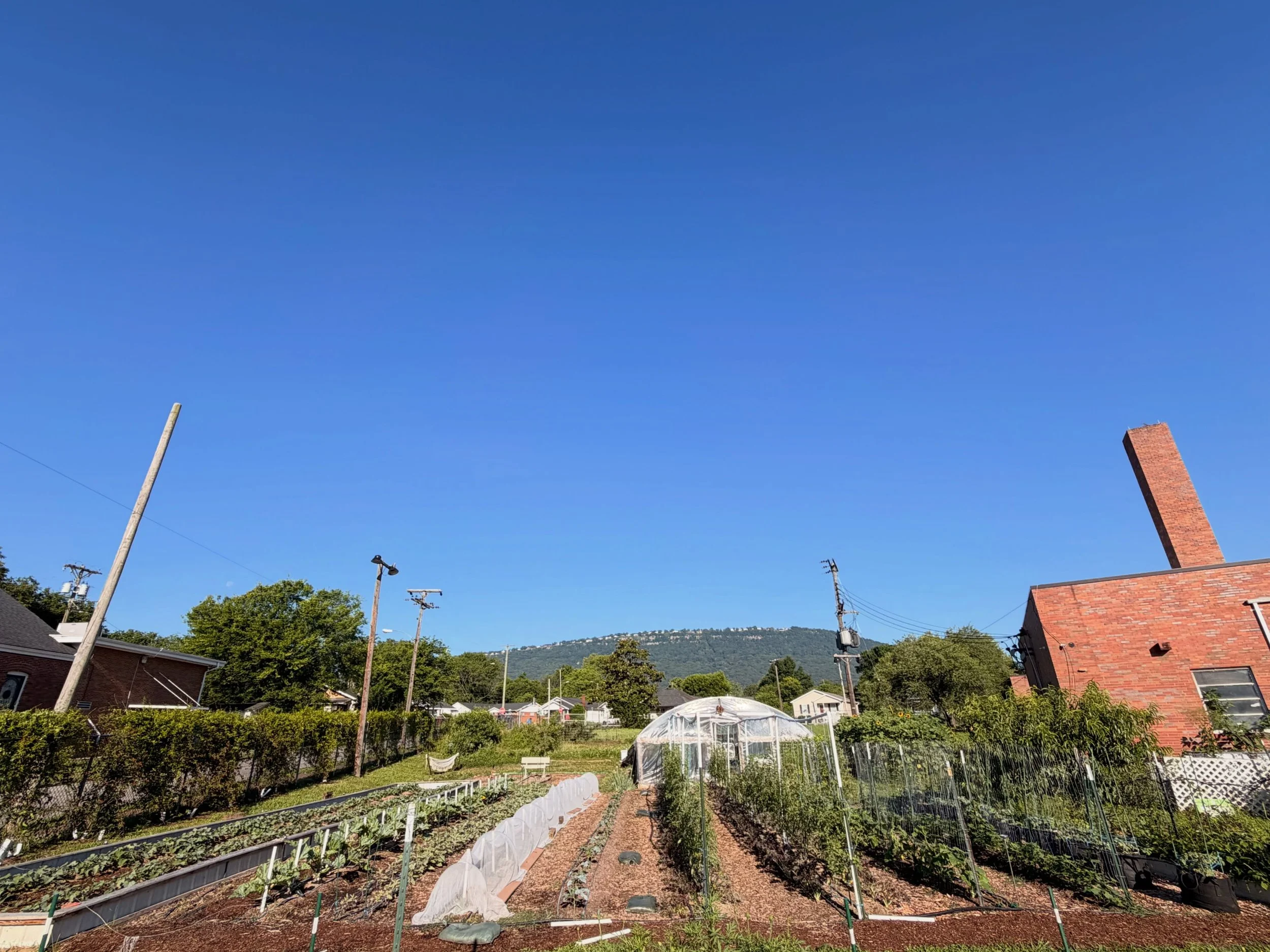 Showcasing 1/3 of our growing locations at the Farm! The field🌱! This summer until the beginning of September we will have, Ground Cherries, Pickling Cucumbers, Mojito Cucumbers, SuperSweet 100 Cherry tomatoes, Yellow Mimi Cherry tomatoes, Jambalaya
