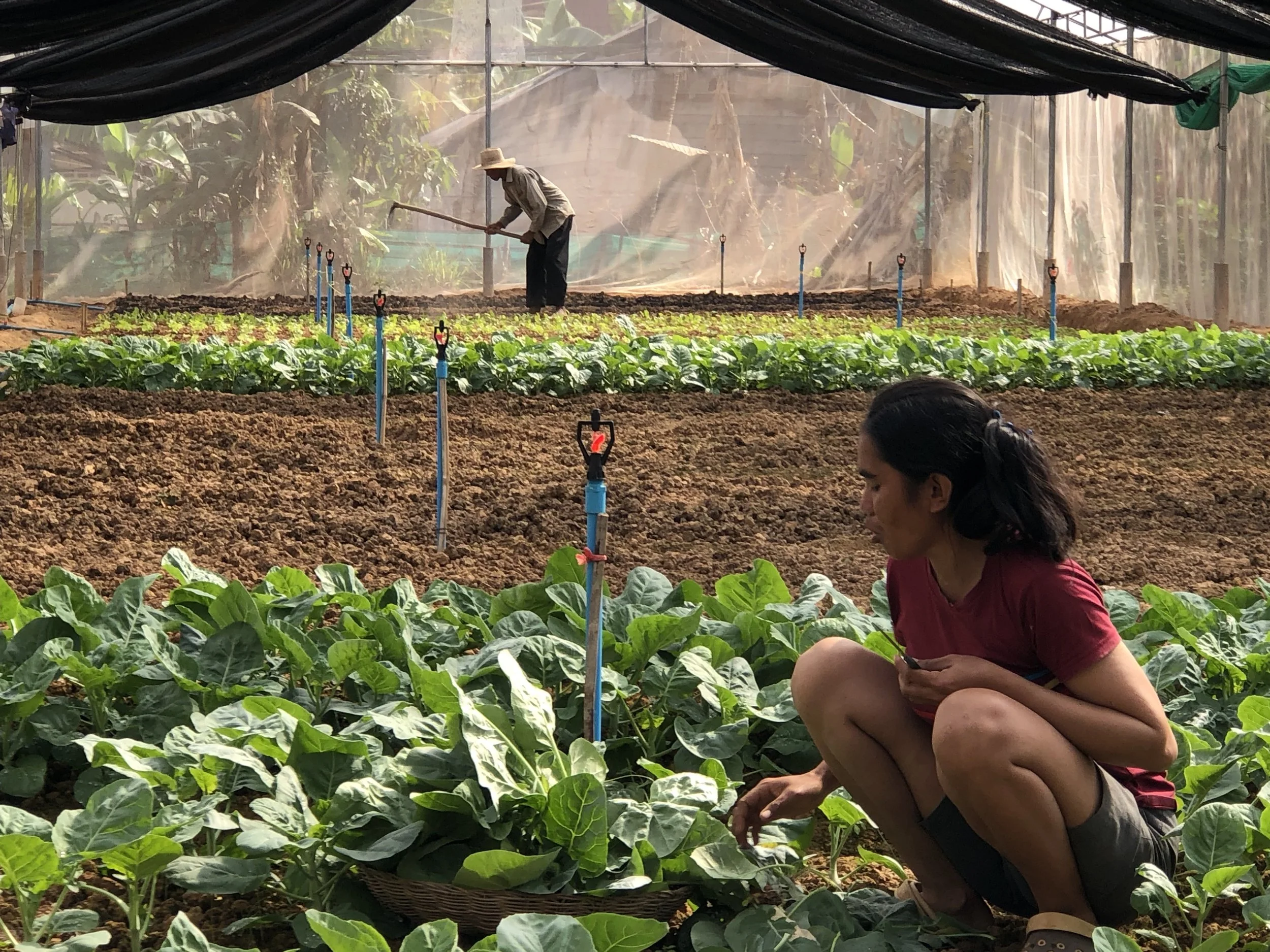 Cambodia Greenhouse .jpg