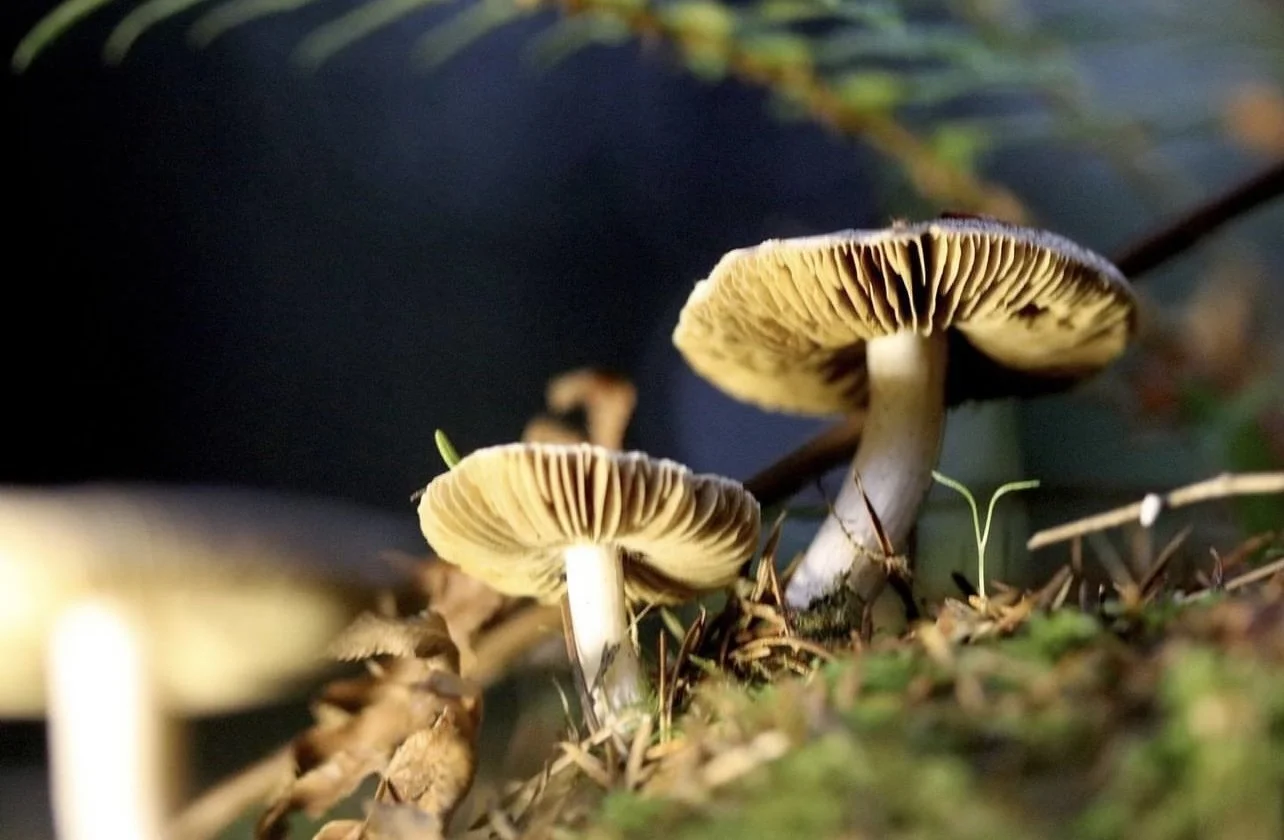Fungi cover .jpg