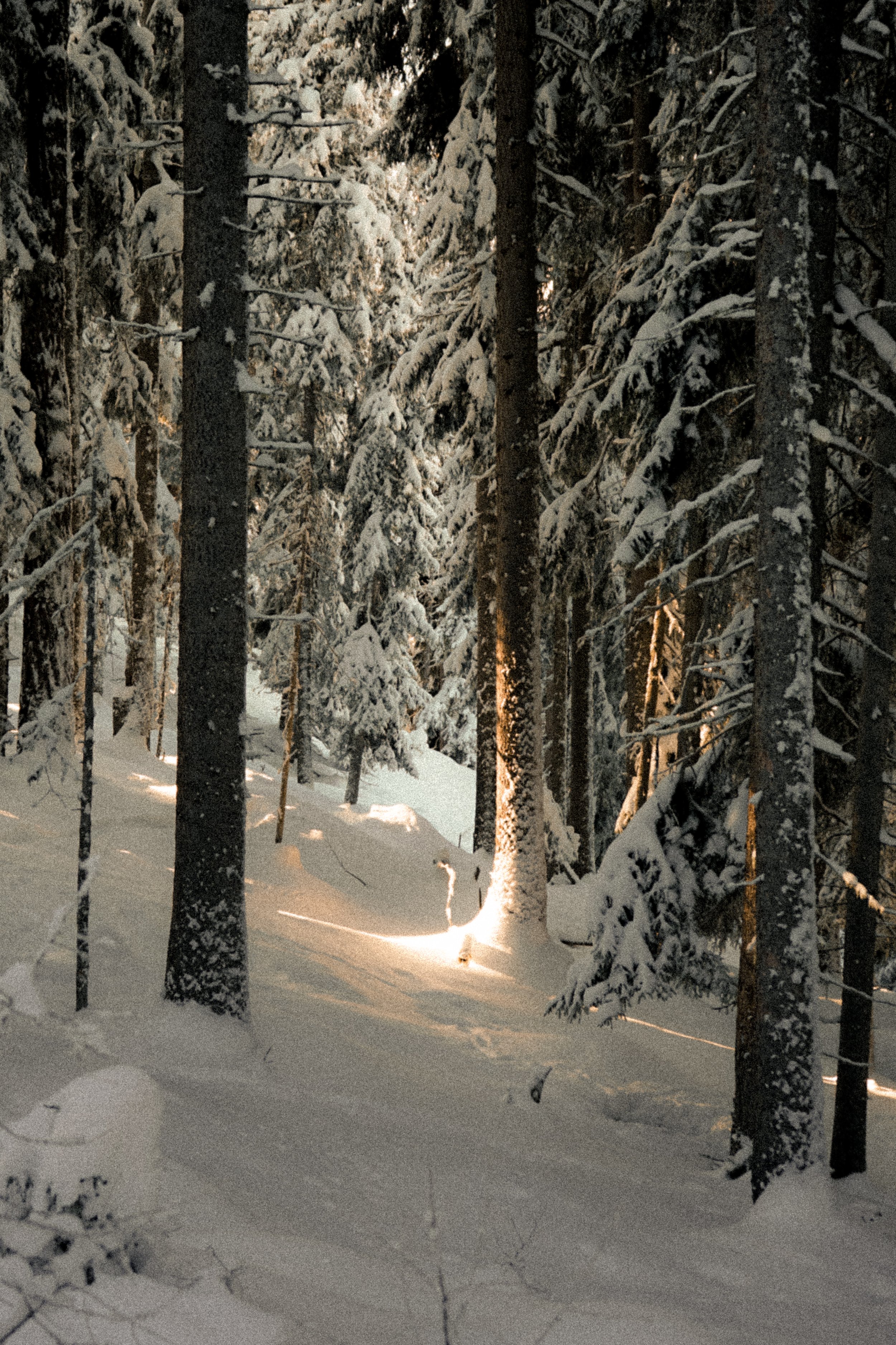 Winter_2021_11.jpg