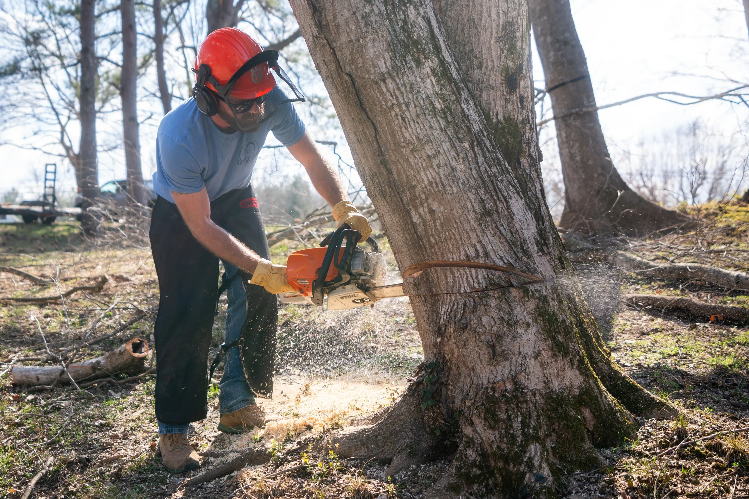 A man wearing a red helmet, ear protection, sunglasses, and gloves is using a chainsaw to cut a large tree in a forested area. The man is leaning forward while cutting the base of the tree, causing sawdust to fly.