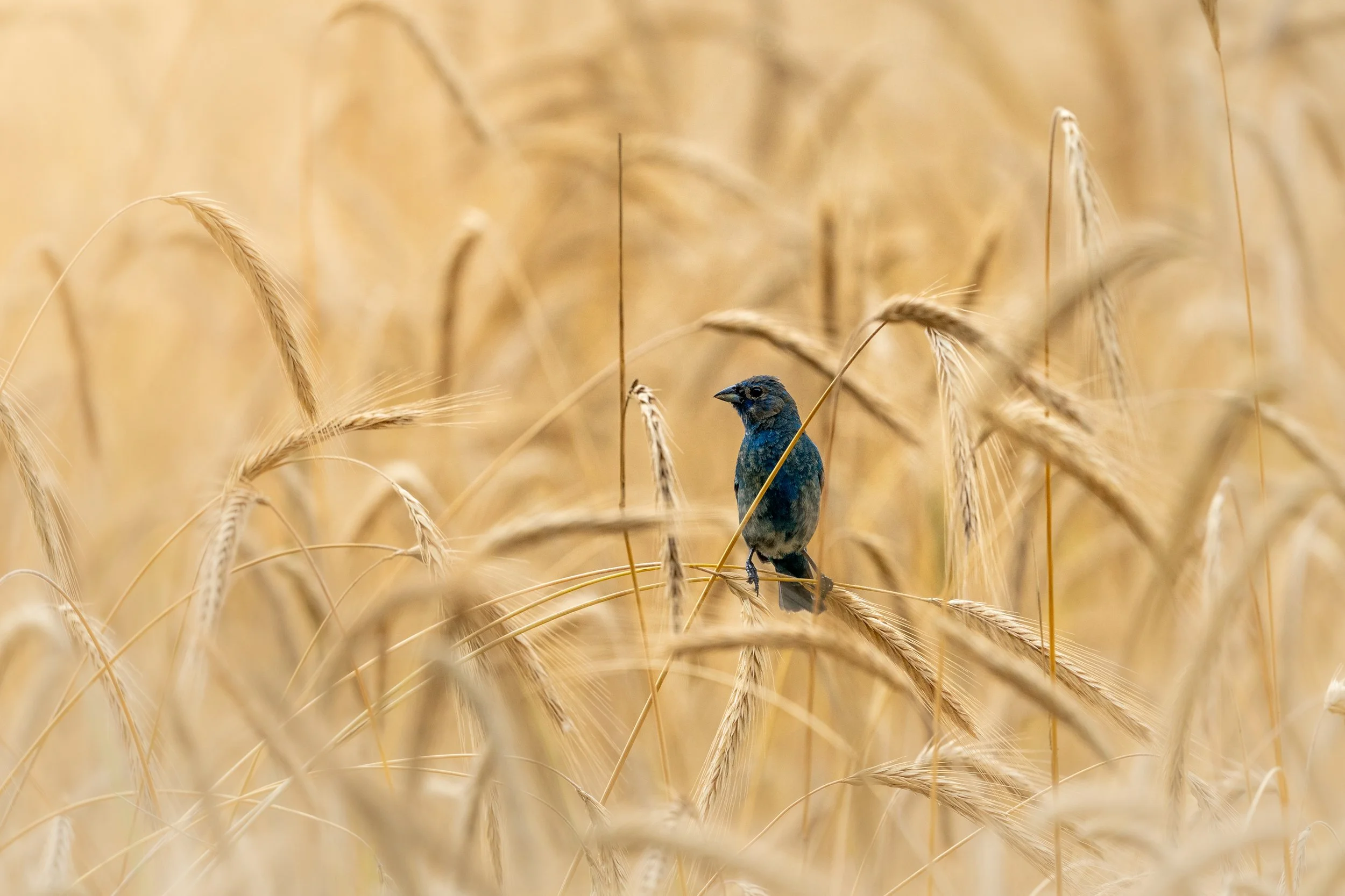 Birding in Clarksville: When to Go and What to Look For