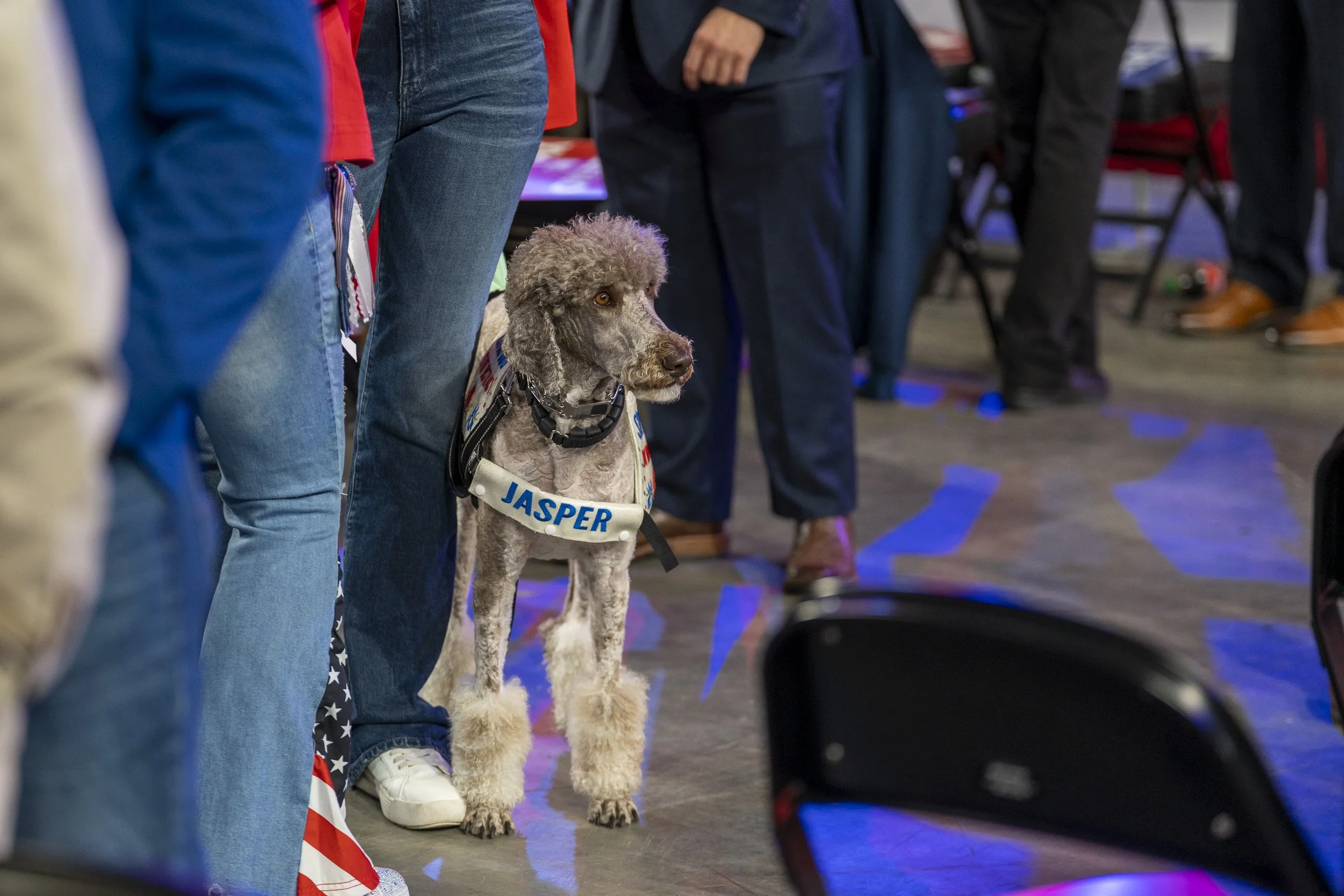  Poodle - presumably named Jasper attends the event. 