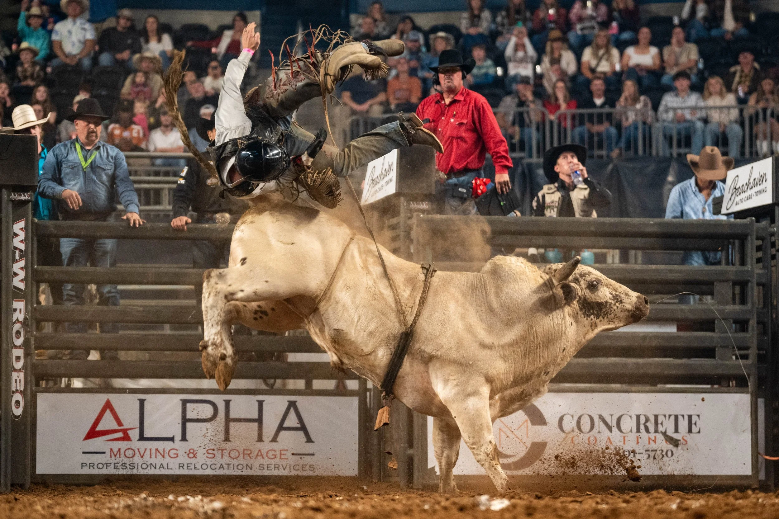 A rodeo event where a rider fell off a bucking horse, with spectators watching in the background. The horse is mid-air, and the rider is upside down.