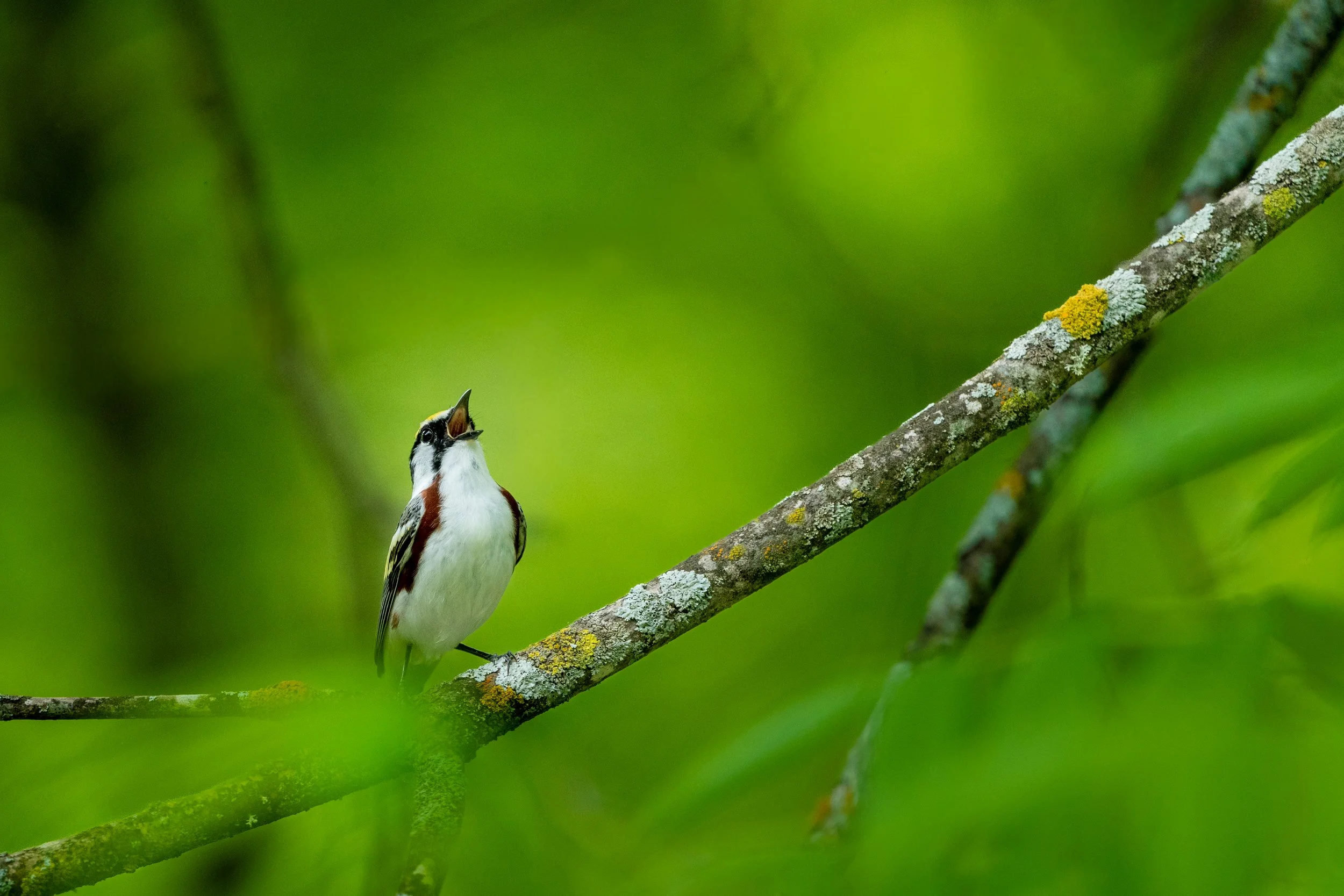 A small bird with black, white, and brown coloring perched on a mossy tree branch, singing against a blurred green background.