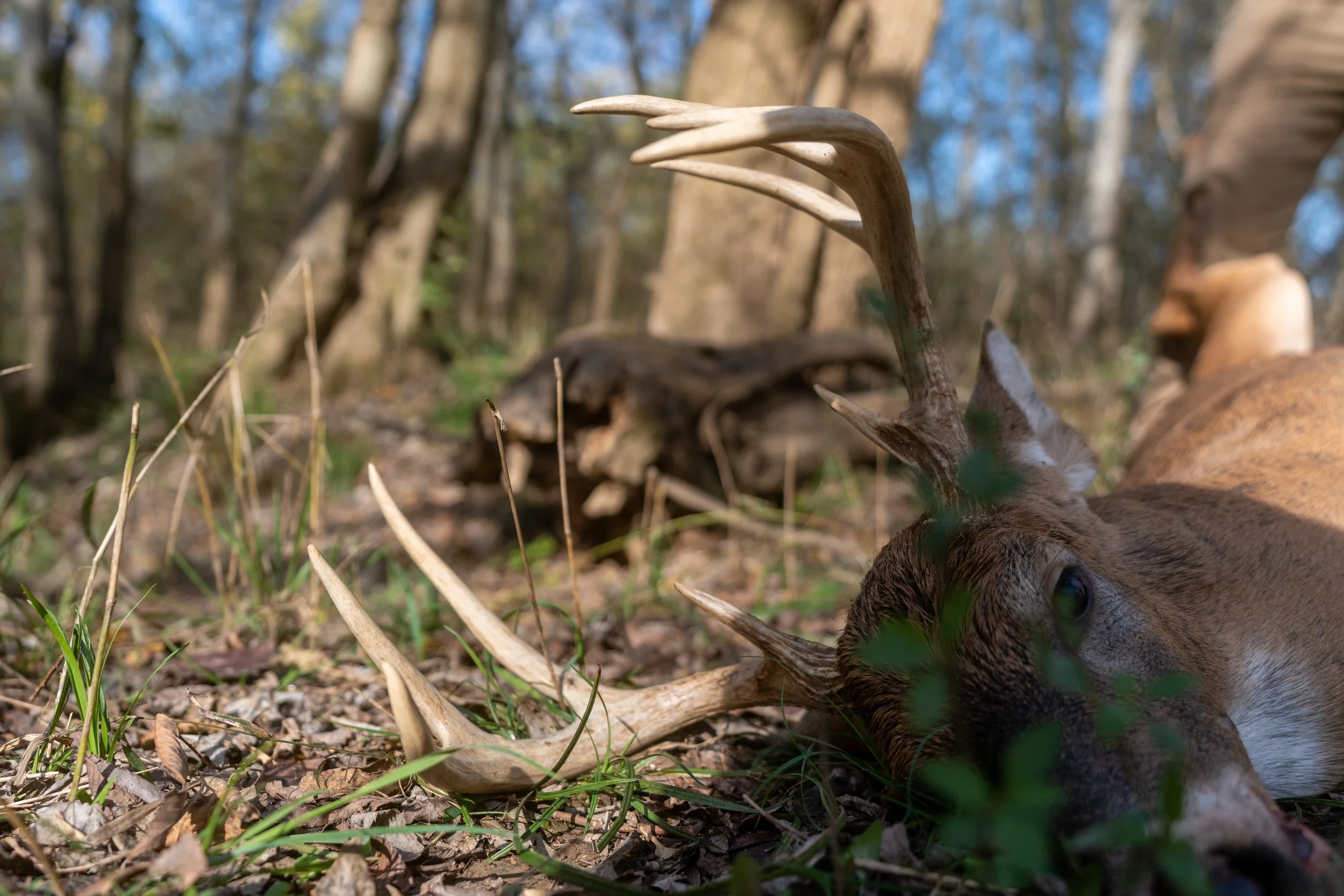 A deer lying on the ground in a forest, with part of its head and antlers visible among grass and fallen leaves.