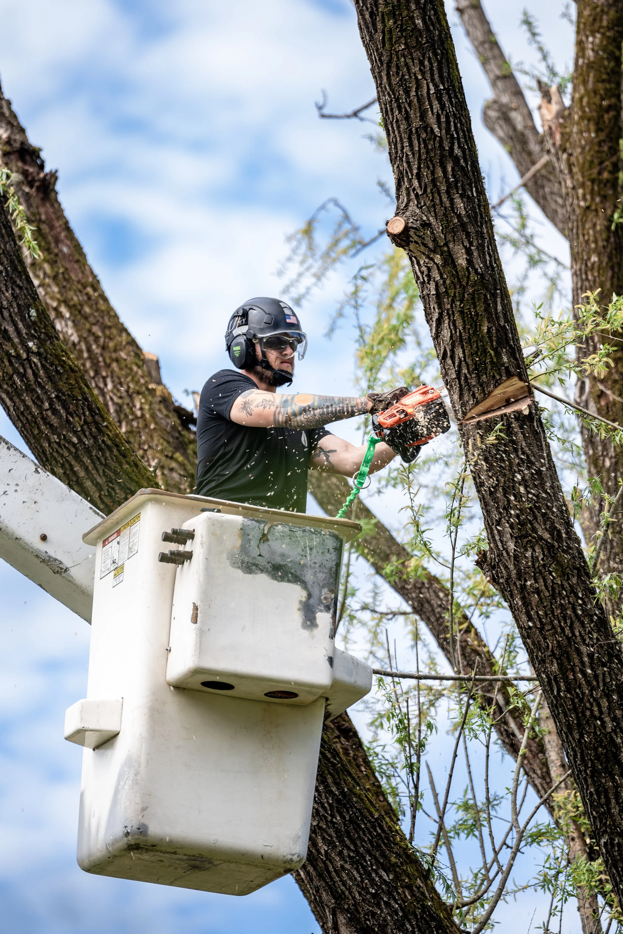 A man in a black shirt, wearing a helmet and safety glasses, is cutting a large tree with a chainsaw while standing in a cherry picker lift.