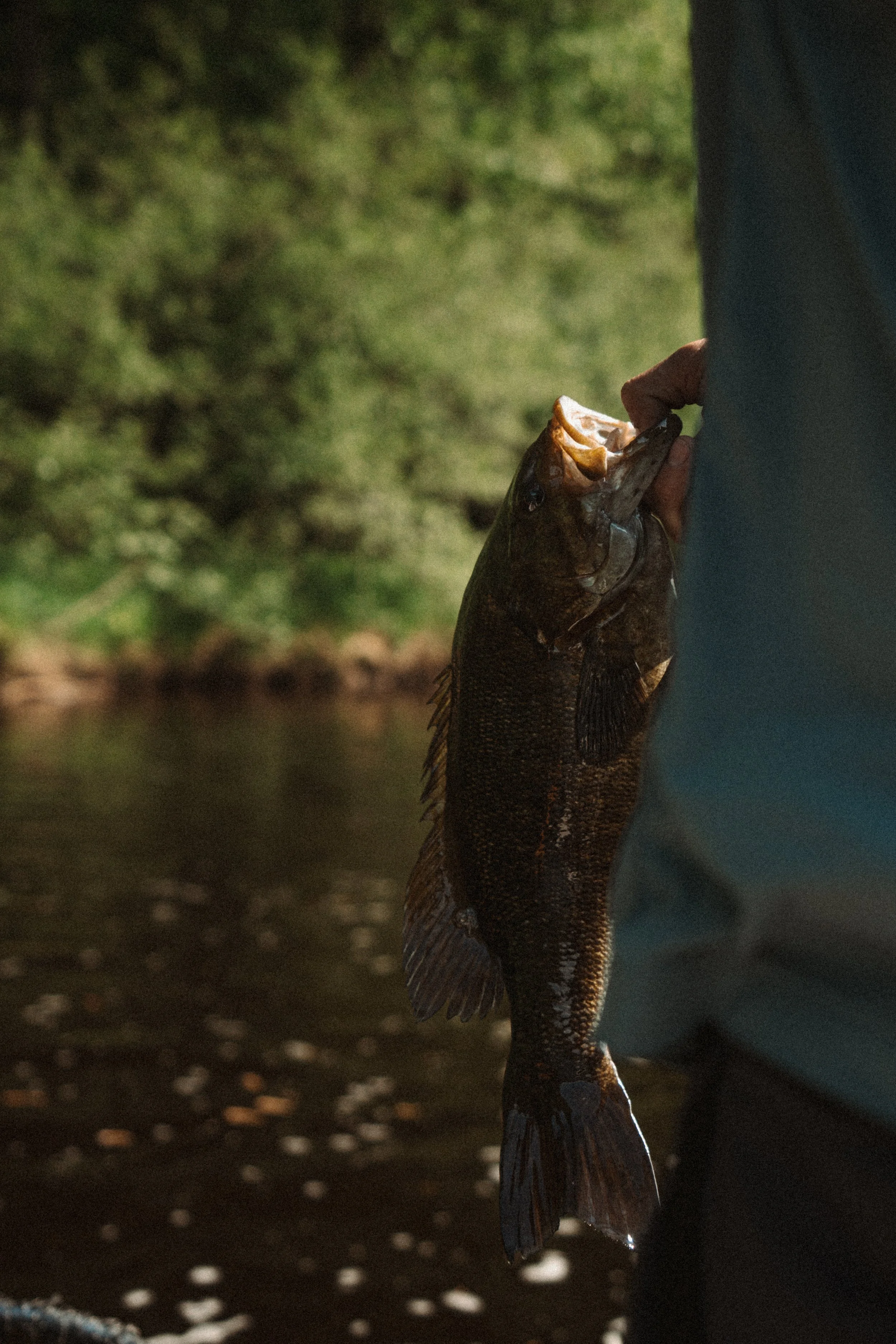 Person holding a fish outdoors near water with green trees in the background.