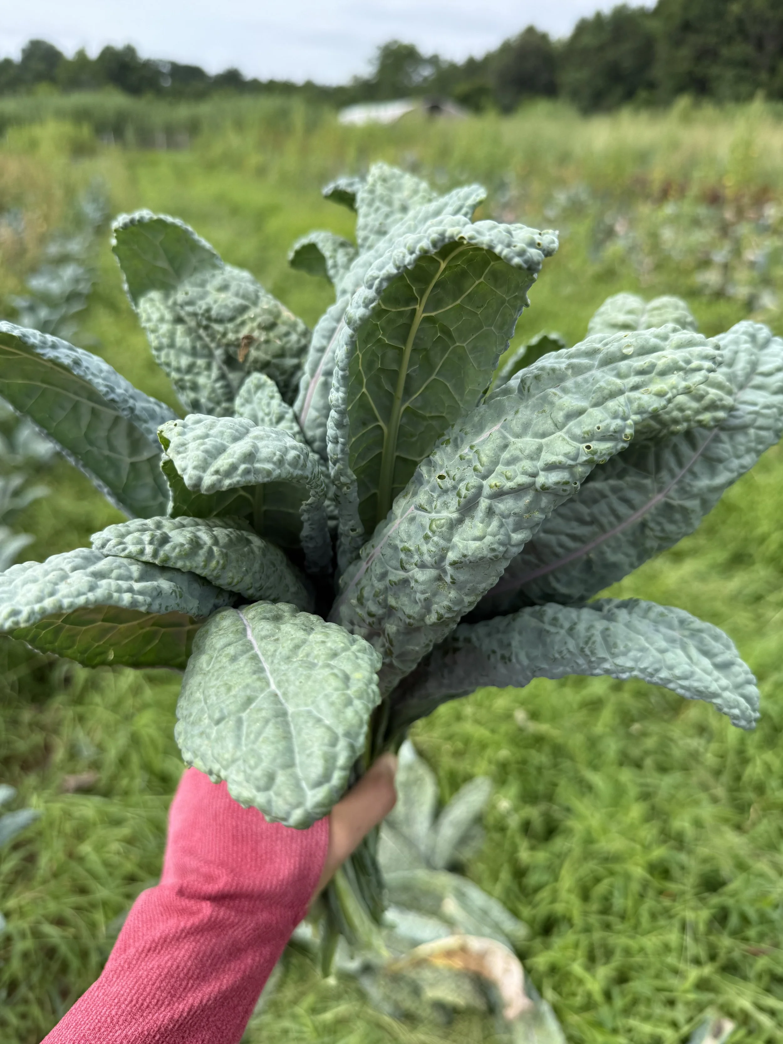 A Farm Adventure in Maryland: The Road-trip