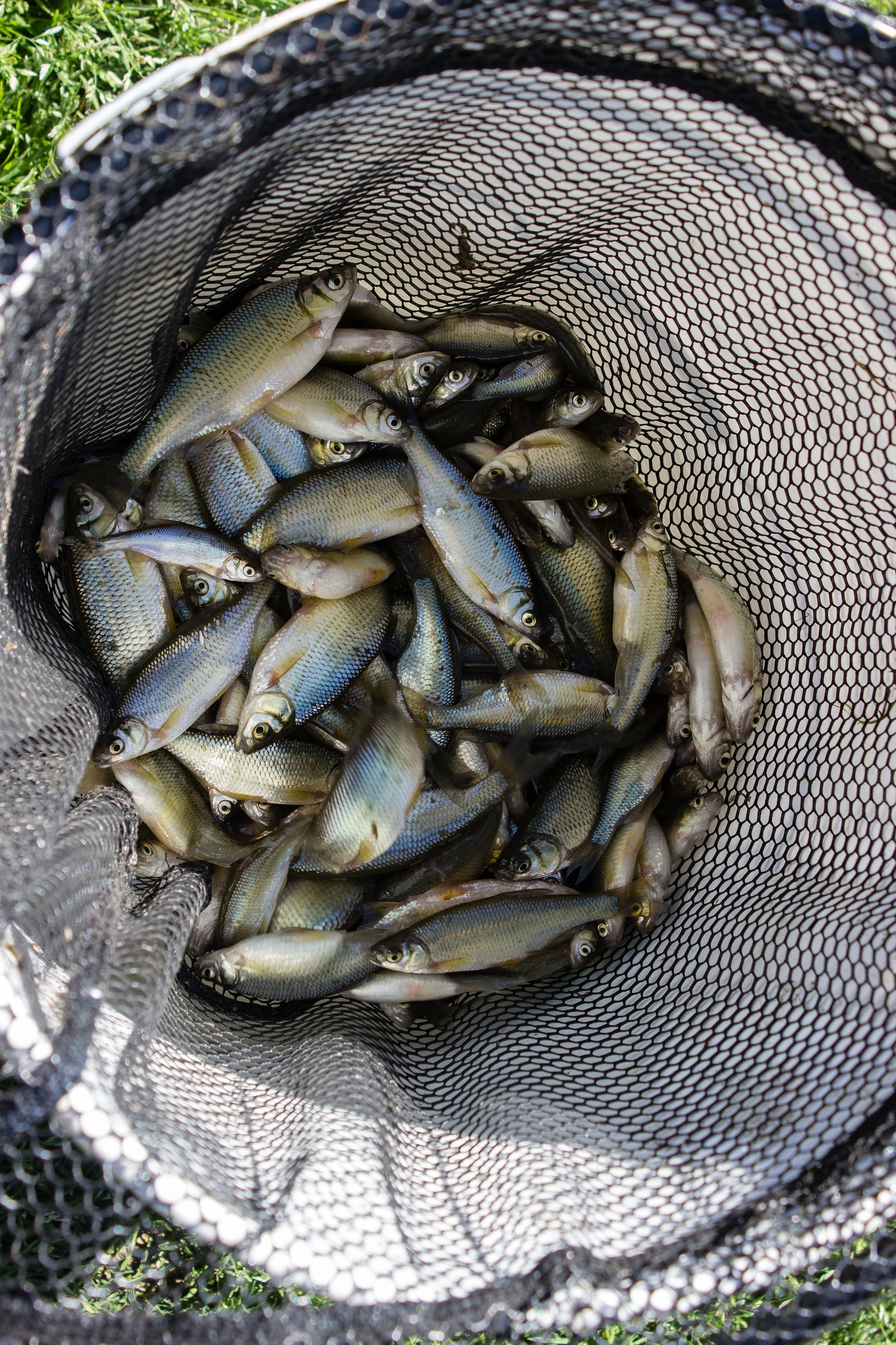 A close-up view of a black mesh fishing basket filled with numerous small fish, resting on grass. Fish in the Fields in Arkansas.