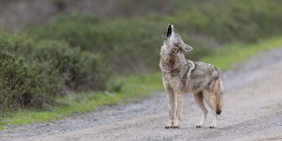 Predator Conservation And Wildlife Coexistence
