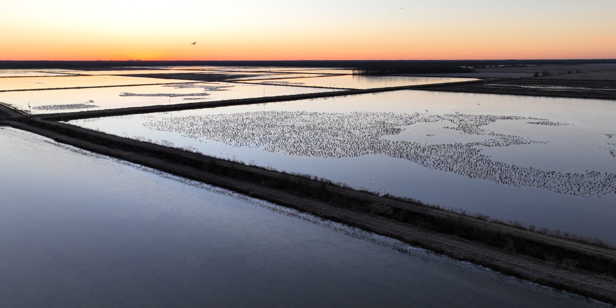 Fish in the Fields Enters it’s Next  Phase