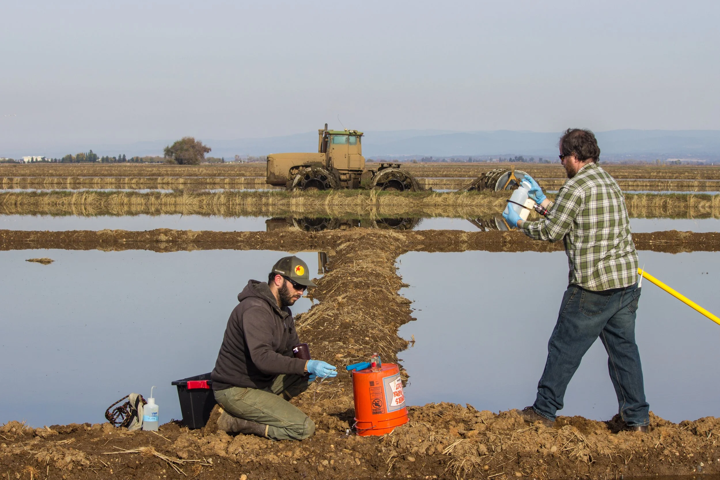 Two scientists working in a rice field with water, examining samples, with agricultural machinery in the background. Fish in the Fields in Arkansas.