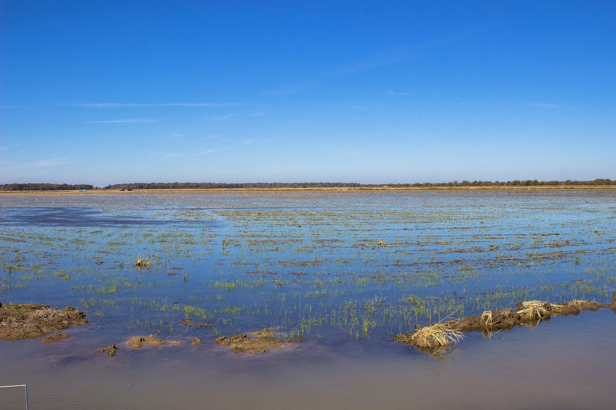A serene flooded rice field with partially submerged grass and mud in the foreground, under a clear blue sky. Fish in the Fields in Arkansas.