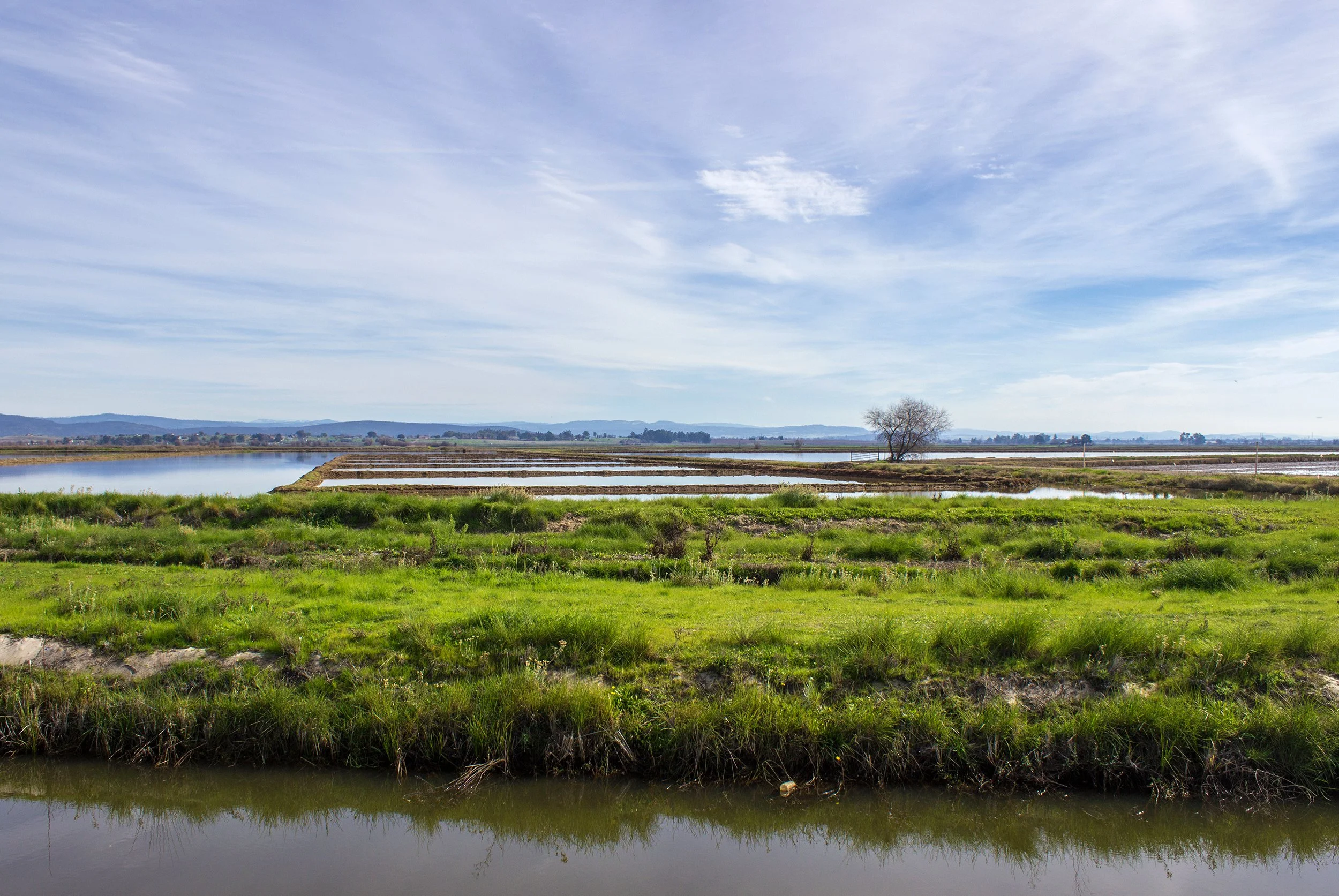 A scenic view of a grassy wetland with water bodies, a lone tree, and mountains in the distance under a partly cloudy sky.