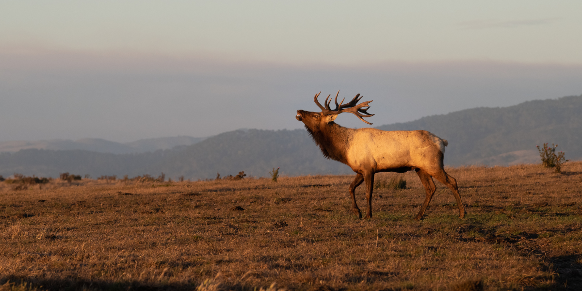 Settlement Reached in Long-Standing Dispute Over Ranching at Point ...