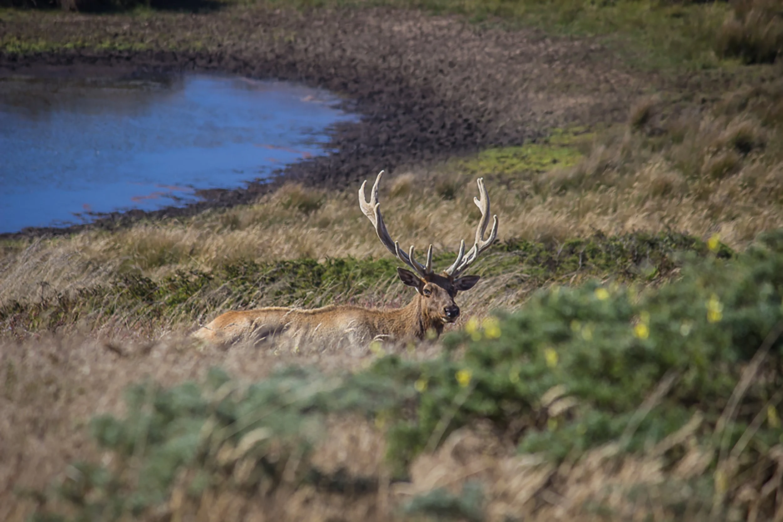 A Tule elk with large antlers lying on a grassy landscape near a small body of water. Point Reyes National Seashore.