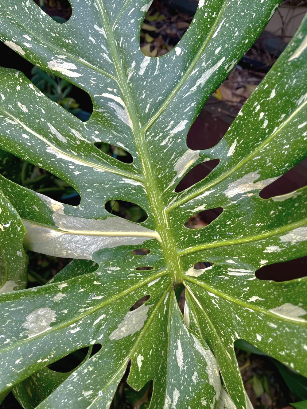 Services — Kenthurst Nursery Trading