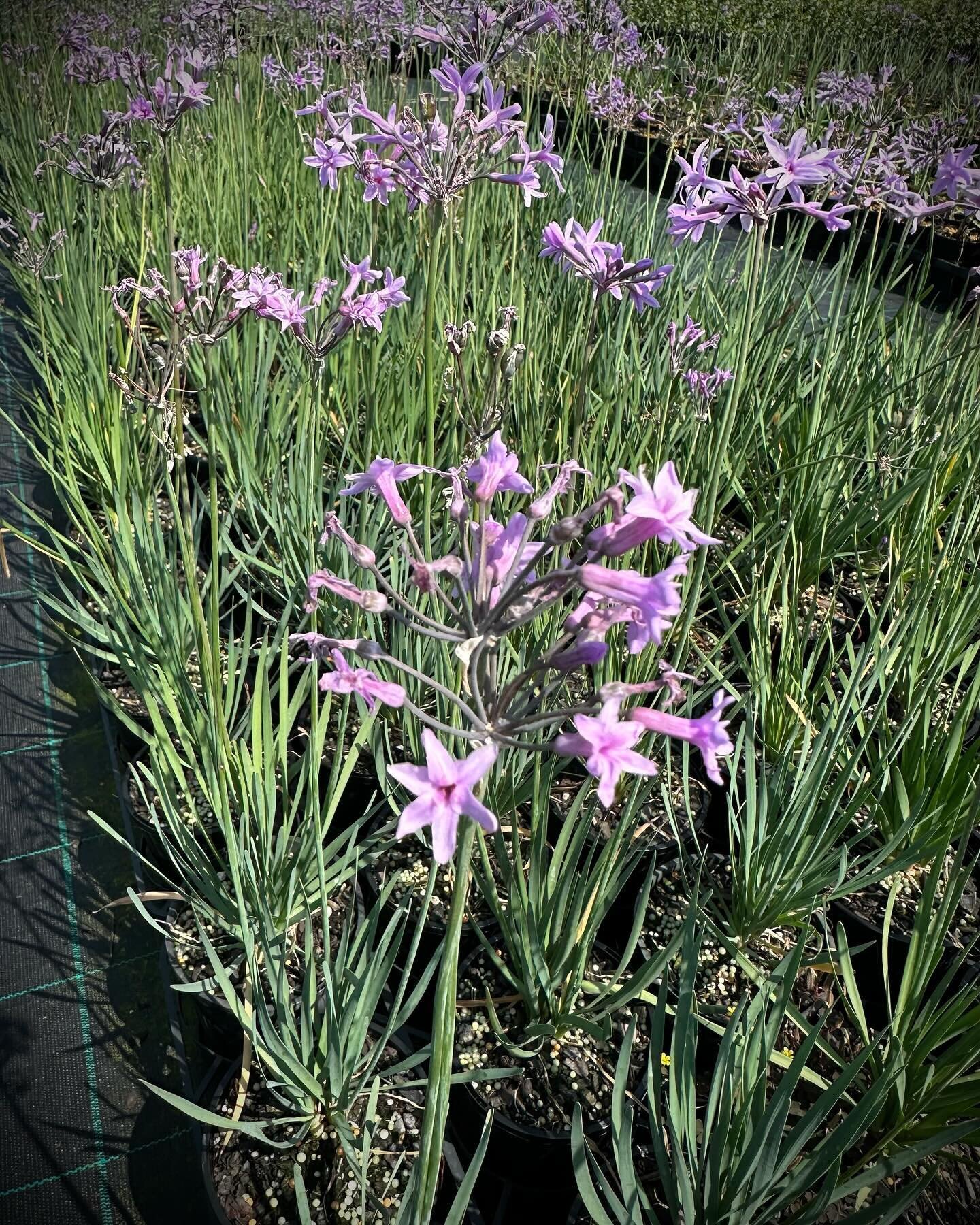 Tulbaghia violacea 140mm is a true garden stalwart, lovely for ground cover plantings, edging, pots or as an unusual addition to the kitchen garden. Long flowering from Spring through to late winter. Water wise and pollinator friendly.

#kn #kenthurs