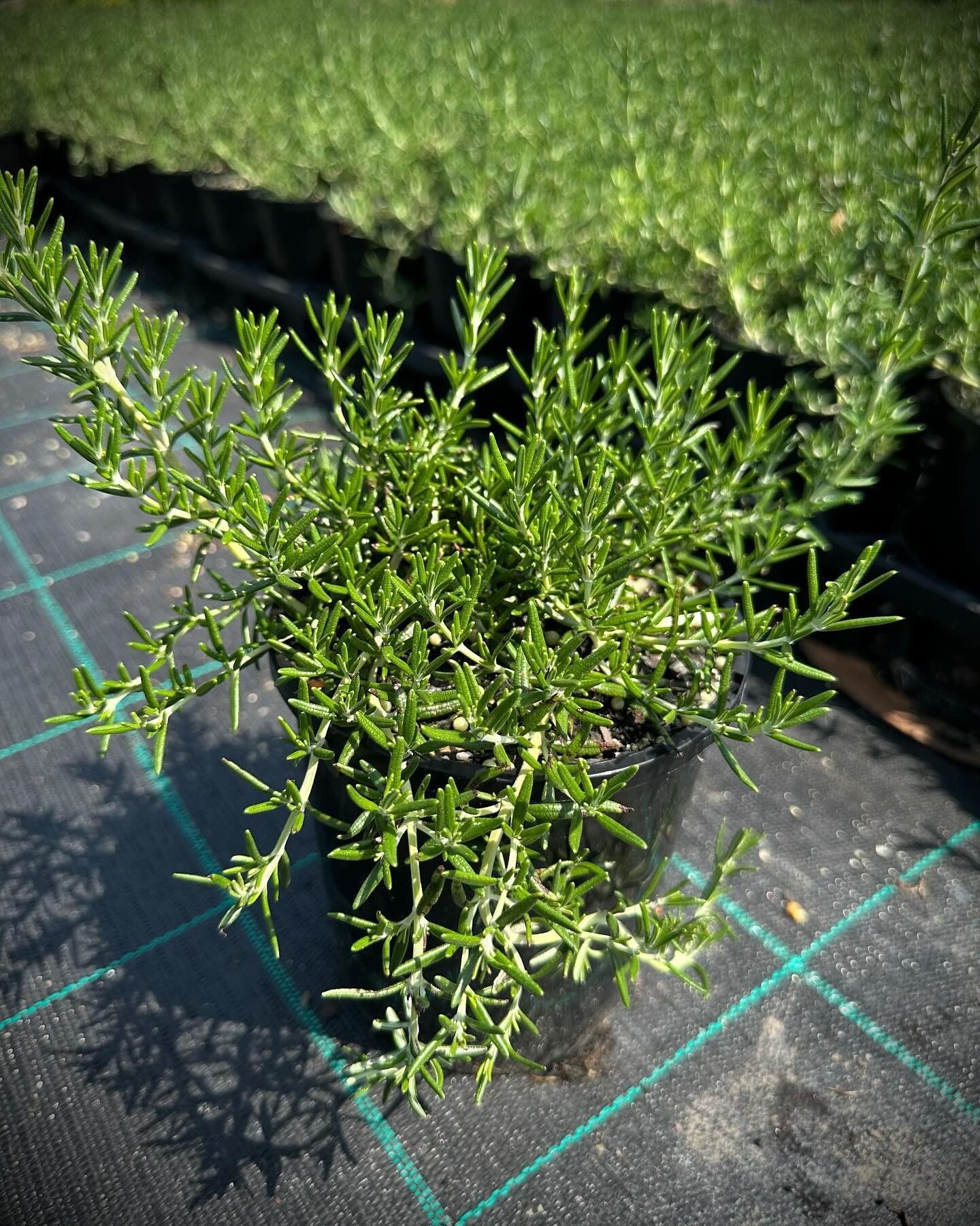 Rosmarinus officinalis &lsquo;Prostratus&rsquo; 140mm

A brilliant prostrate form of rosemary that is useful as a groundcover or spilling over a wall or out of a pot. The flowers are an attractive sky blue. Grown for its aromatic evergreen leaves and