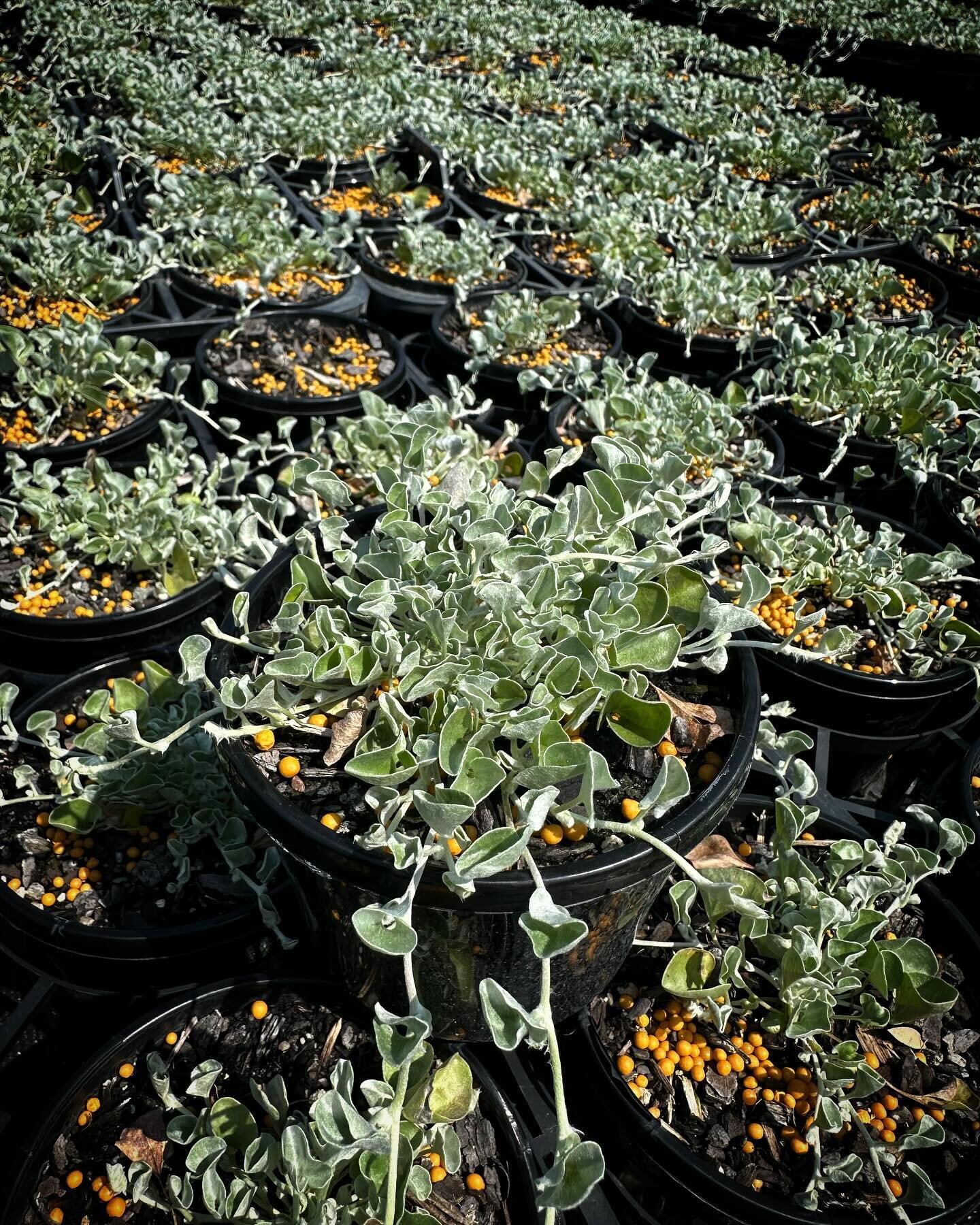 A hardy rambling ground-cover with silver foliage. The long tendrils make a great show so ideal for trailing over walls and rockeries. Available in 125mm now.

#kn #kenthurstnursery #kenthurst #thelandscapeassociation #horticulture #sydney #nsw #land