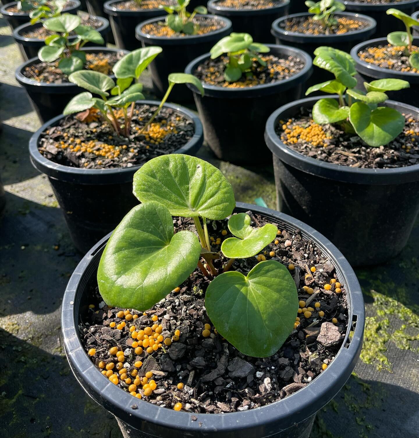 Ligularia reniformis &lsquo;Designer Verde&rsquo; coming on in 200mm.

Kidney shaped leaves of a gorgeous glossy green make a supreme foliage mound. Adds great colour and texture to all gardens. Hardy and easy to grow. Also known as the &lsquo;Tracto