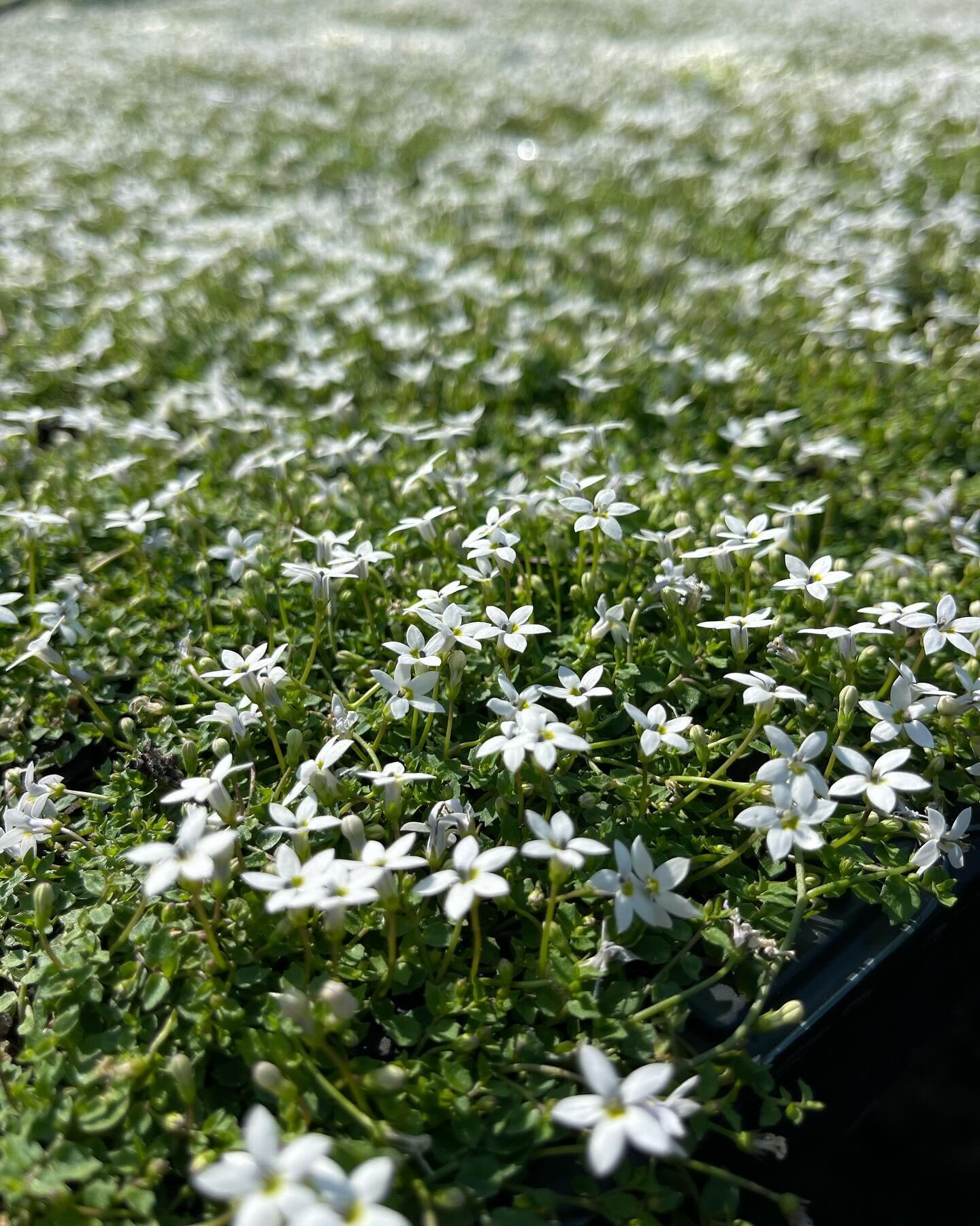 Pratia pedunculata 2 sizes 400mm strips &amp; 125mm 

An Australian native, Pratia White Star Creeper is frost hardy and can be grown in full sun or partial shade. Best ground cover plant!

#kn #kenthurstnursery #kenthurst #thelandscapeassociation #h