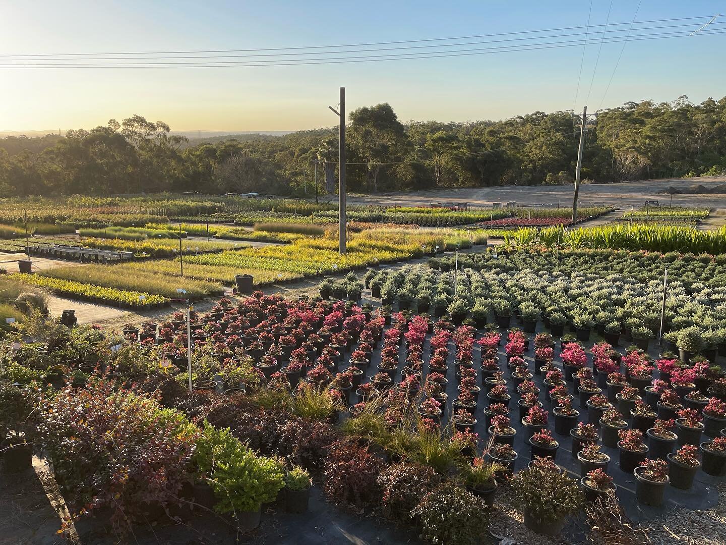 Marc Patterson&rsquo;s leading the team at our Glenorie production facility growing plenty of gorgeous stock ready for Spring and Summer, looking even more fantastic at sunset! 

📸 Marc Patterson

#thelandscapeassociation #kenthurstnursery #kenthurs