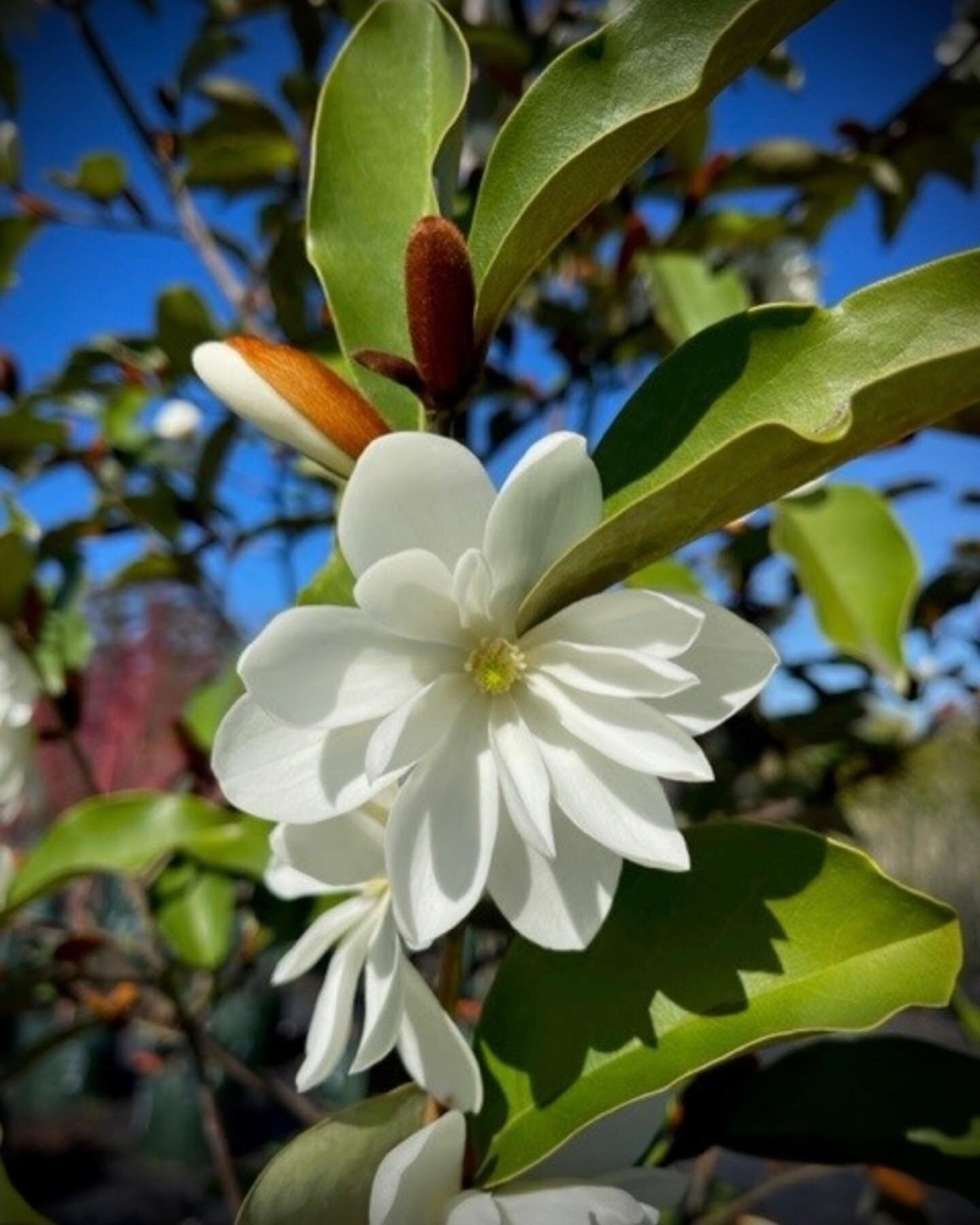 Magnolia 'Inspiration' 100 Ltr (in flower now) AVAILABILITY LIST OUT NOW
 
Magnolia 'Inspiration' is a superbly handsome evergreen feature tree with masses of large, creamy white, heavily perfumed flowers that bloom from late winter to spring.
 
 
A 