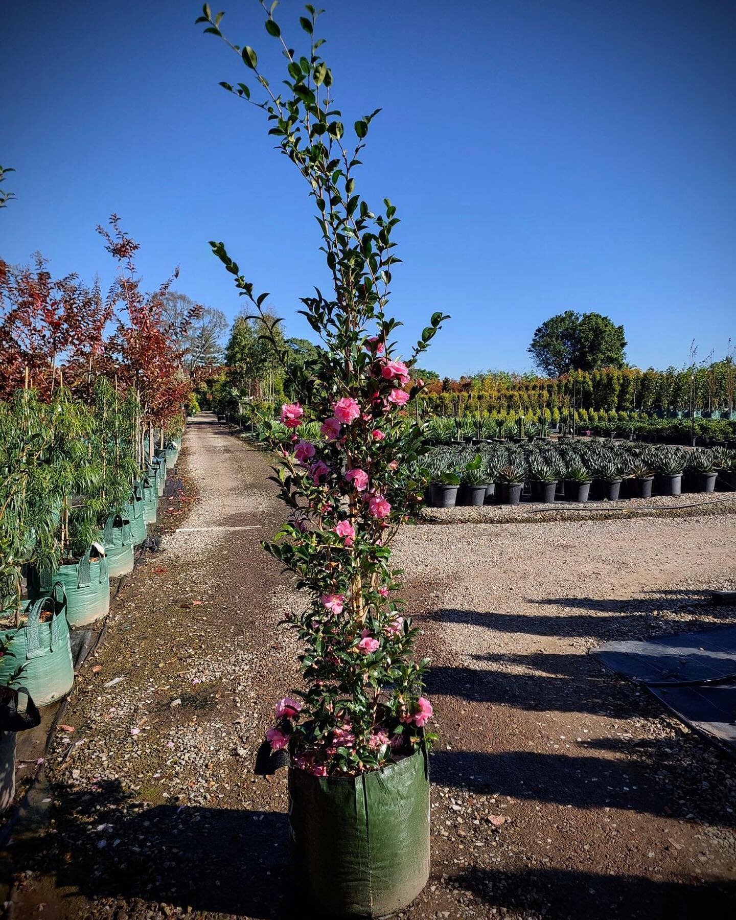 Camellia Sasanqua &lsquo;Jennifer Susan&rsquo; 75 litre 
Stunning deep pink flowers, ideal screen, hedge or specimen tree. 
📸 KH @ AC 
#kenthurstnursery #kenthurst #sydney #nsw #landscape #landscapedesign #landscapearchitecture #landscapearchitectur