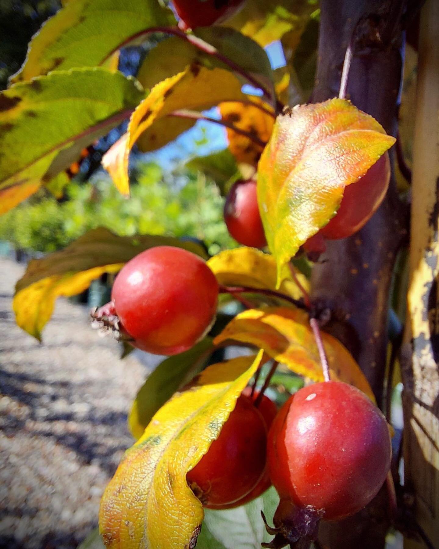 Malus Raspberry Spear 45 Ltr is a hot new variety of crab apple, released in 2022. This dense, upright, narrow crab apple blooms in spring with masses of deep pink buds opening to bright magenta pink flowers. Foliage emerges a deep green in spring be