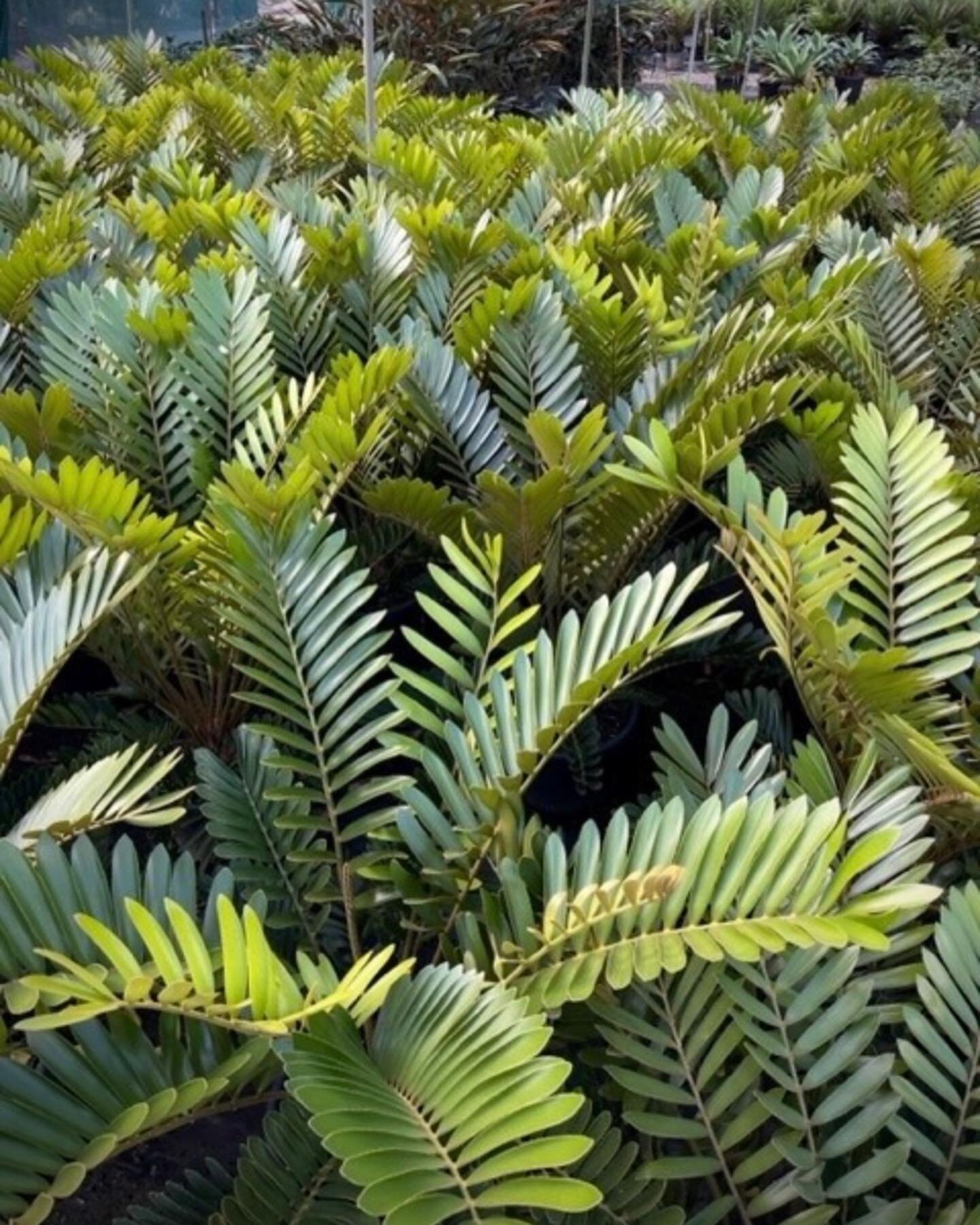 Zamia furfuracea 400mm
Popular low maintenance evergreen plant, with striking arching stems and felty green leaves. Tolerates part shade to full sun. Note toxic to human and pets.
 
#thelandscapeassociation #kenthurstnursery #kenthurst #sydney #nsw #