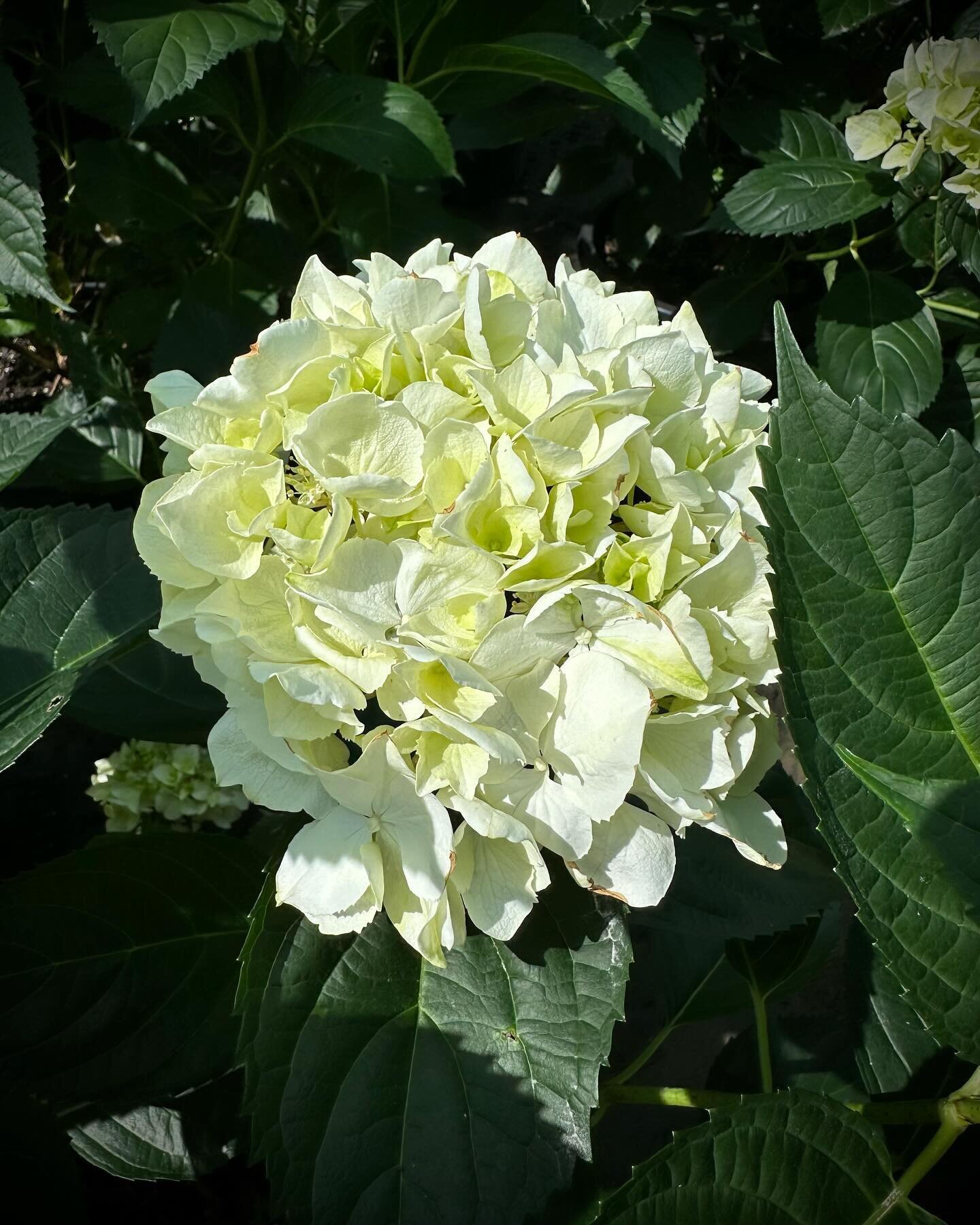 Elegant white flowers above large soft foliage. Hydrangeas are quick to establish, perfect for low hedging and feature planting in part shade or sun. Beautiful cut flower too!
 
#kn #kenthurstnursery #kenthurst #thelandscapeassociation #horticulture 