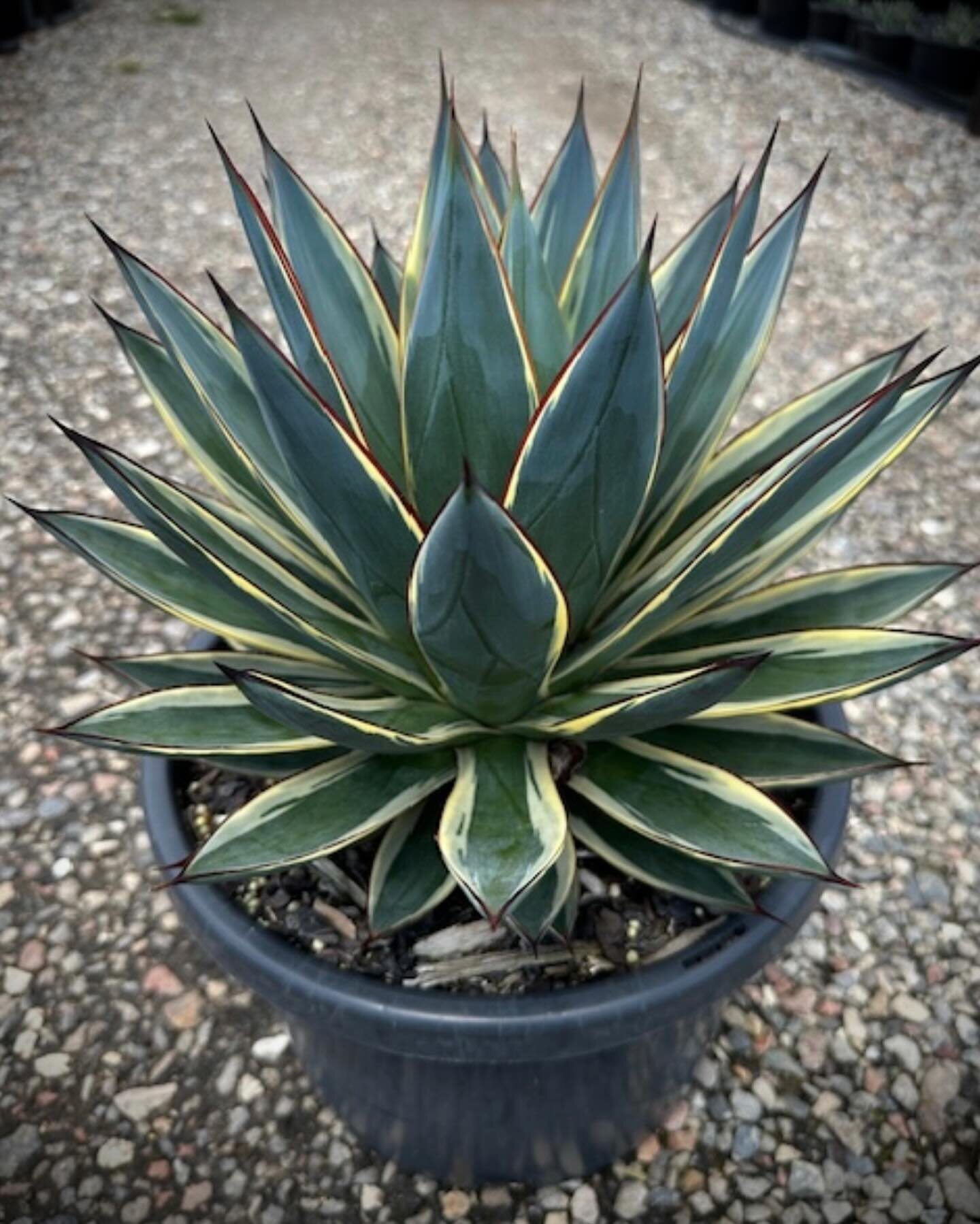 &lsquo;Snow Glow&rsquo; 300mm is one of the most exceptionally attractive variegated Agaves in the market, with a nearly perfect ball-shaped rosette of long, lance-like leaves. A strikingly beautiful succulent that adds an elegant touch to any landsc