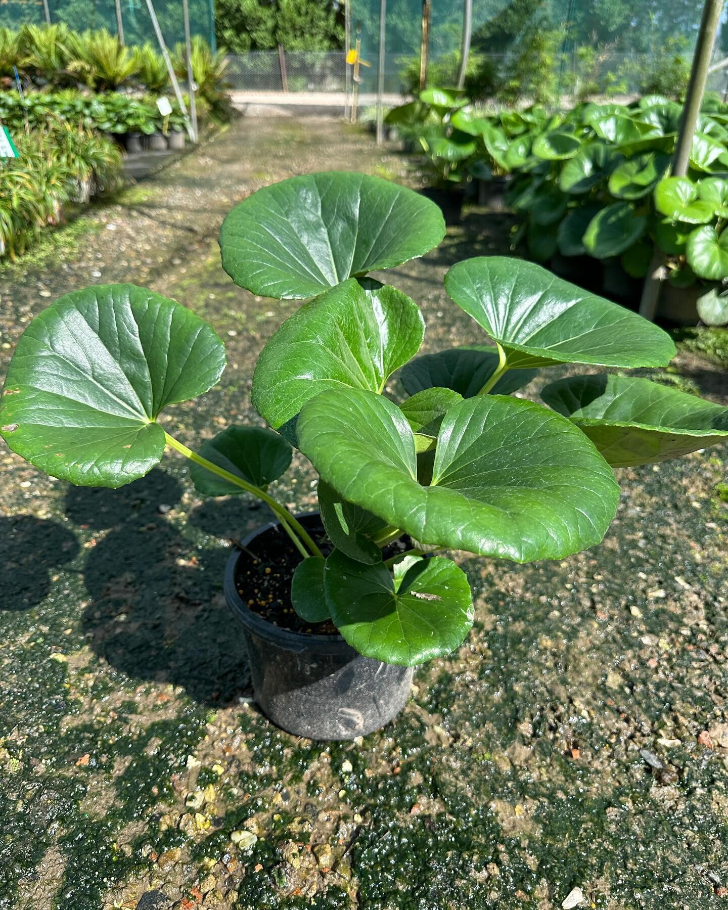 We now have available some cracker Ligularia japonicum (Tractor Seat Plant) in 200mm pots. 
These plants have been very fashionable over the last couple of years, and at times hard to find. But we have a great batch ready to sell.
#kenthurstnursery #