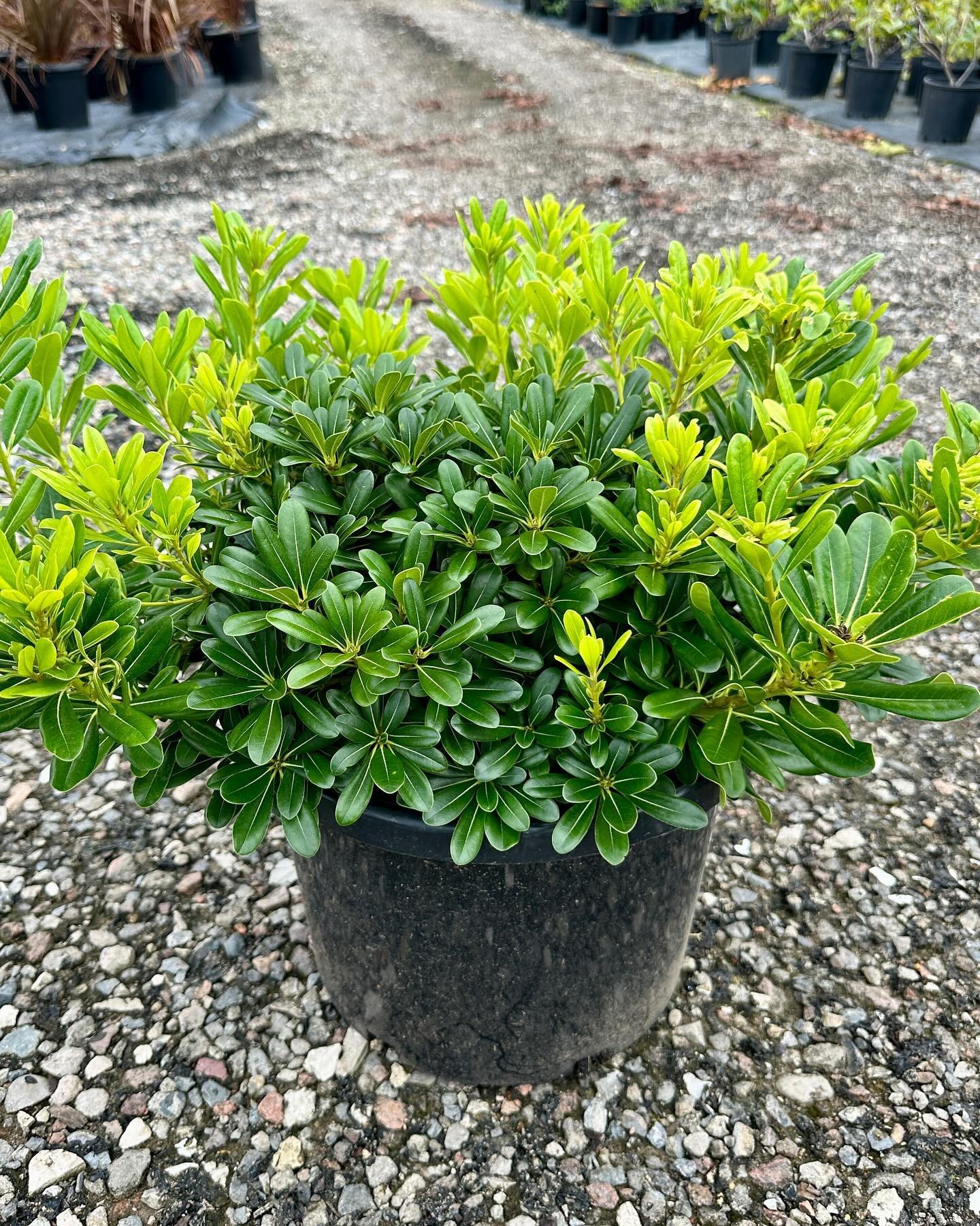 We have some fantastic Pittosporum &lsquo;Miss Muffet&rsquo; 300mm available now. 
It is a compact shrub with dark green foliage. Great for a low border, or group plantings. 
#kenthurstnursery #ngina #thelandscapeassociation #landscape #landscapers #