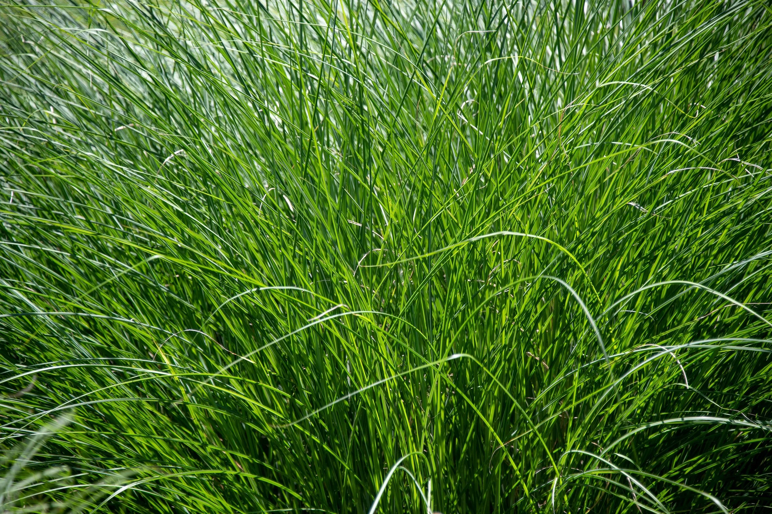 Our miscanthus maiden grass with beautiful plumes adds interest to any garden or park design and can withstand local climates.